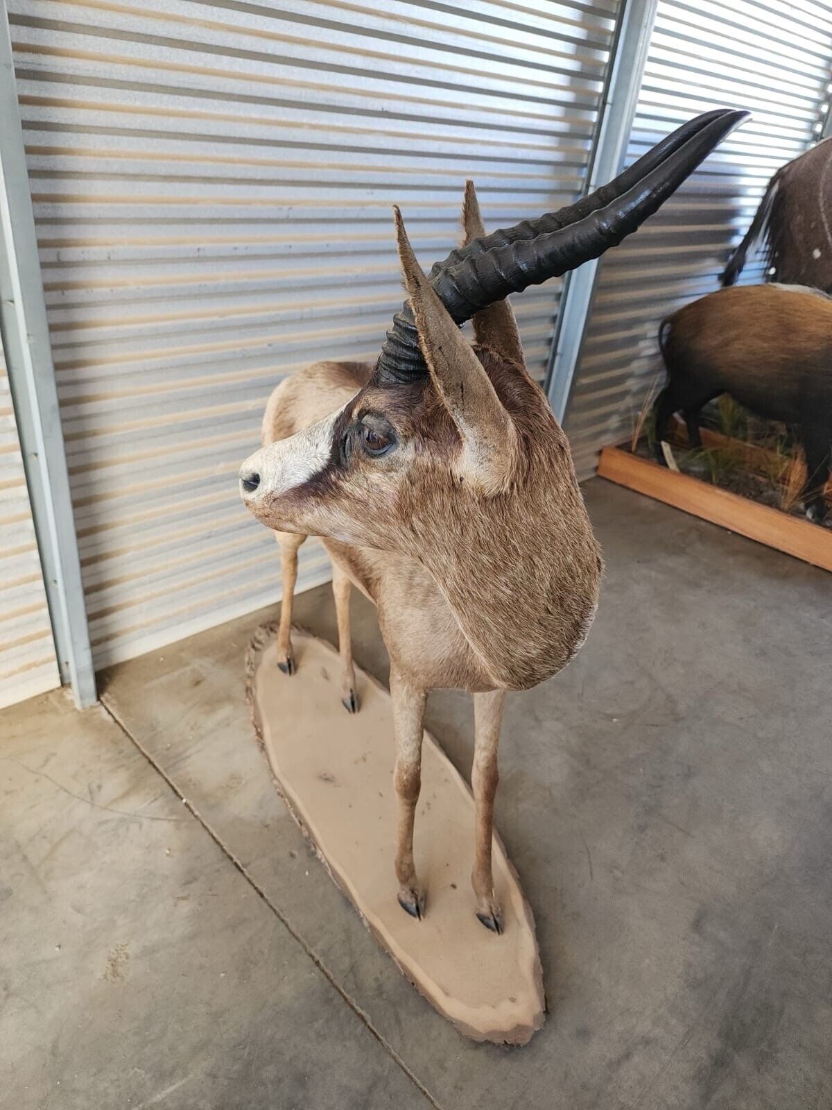 Black springbok Taxidermy Full Body Mount