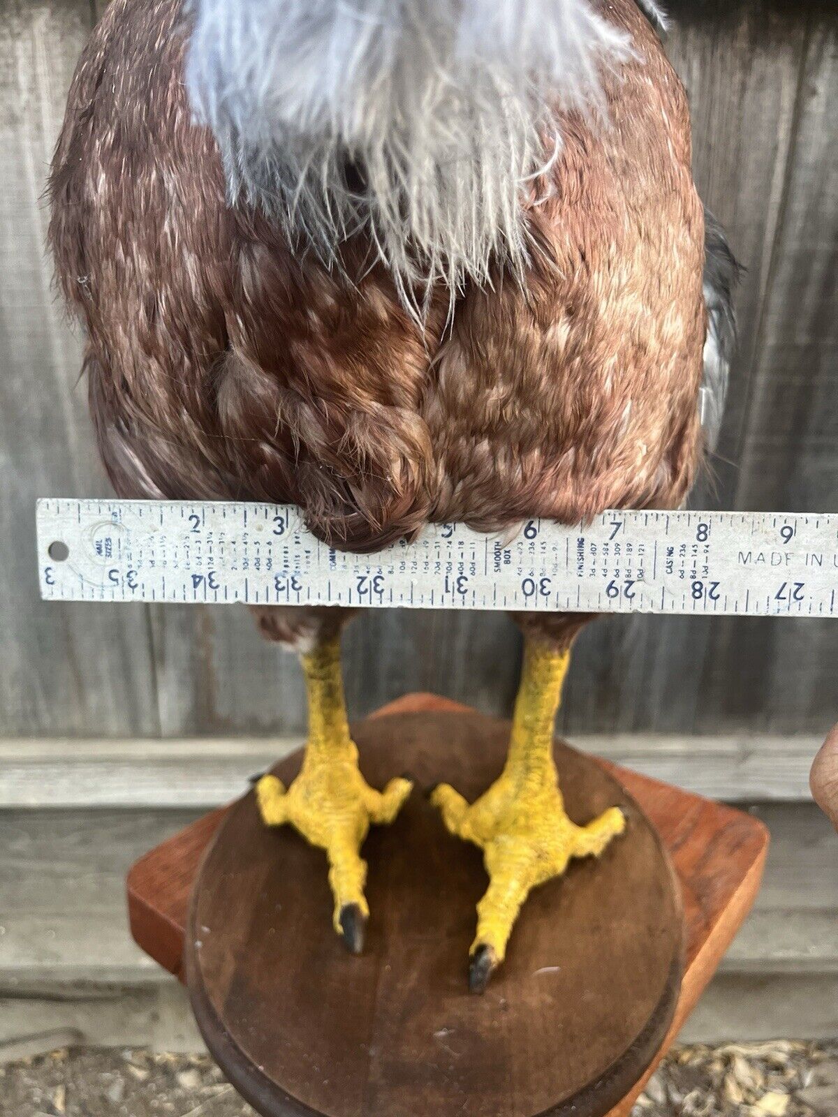 Reproduction Dodo Taxidermy Full Body Mount