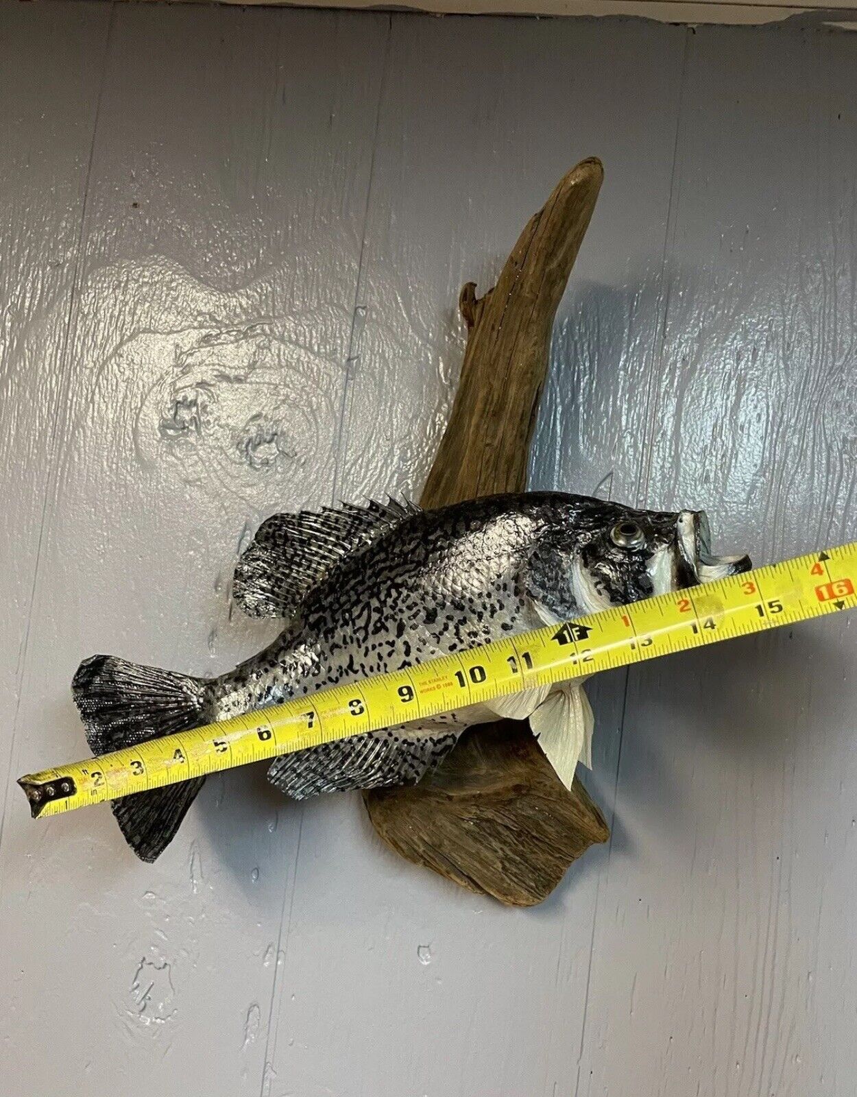 16” Taxidermy Fish Mount Crappie On Wood - 16” Height x 15” Length x 5” Width