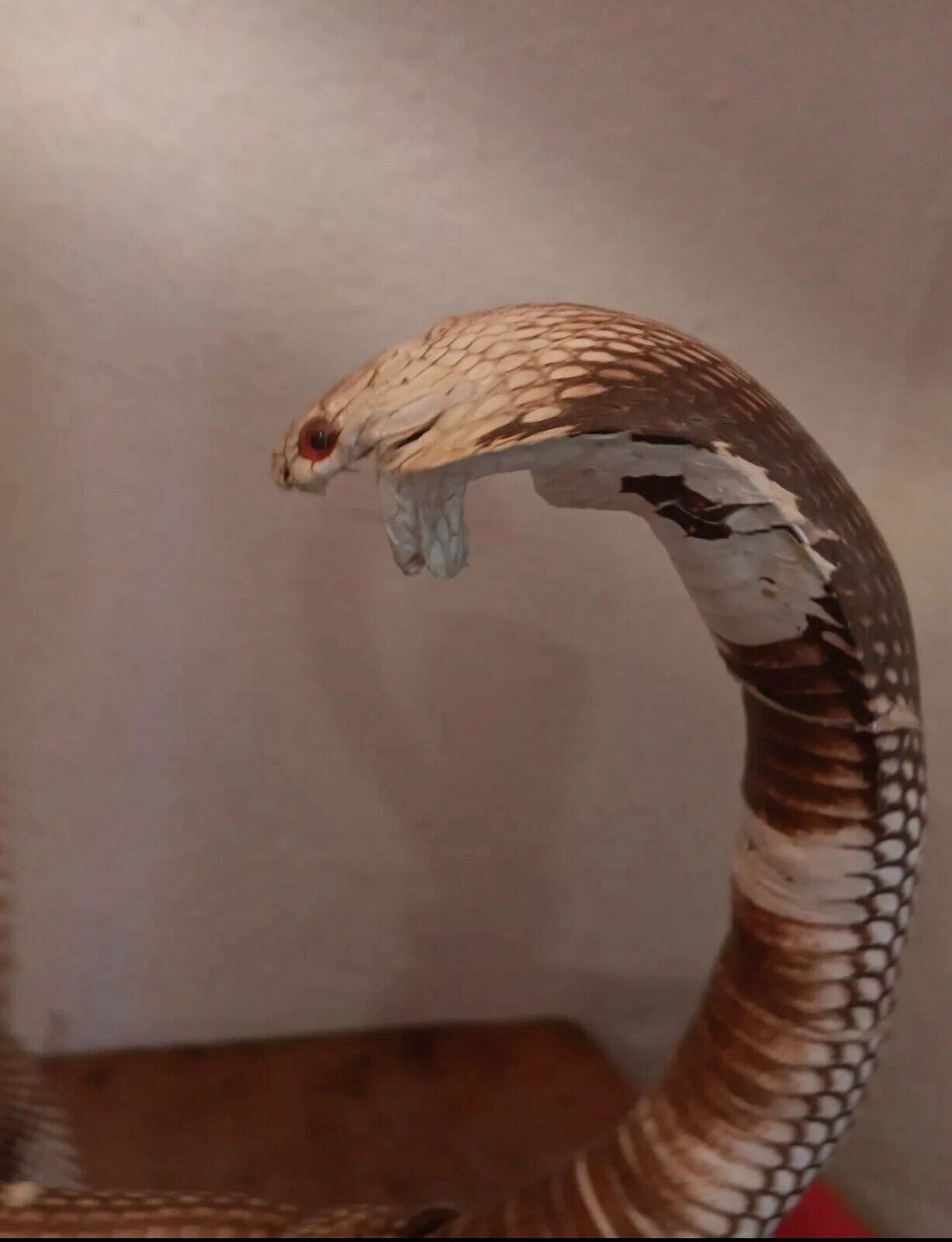 Cobras White Taxidermy Standing Mount Cotton Stuffed 22in Tall