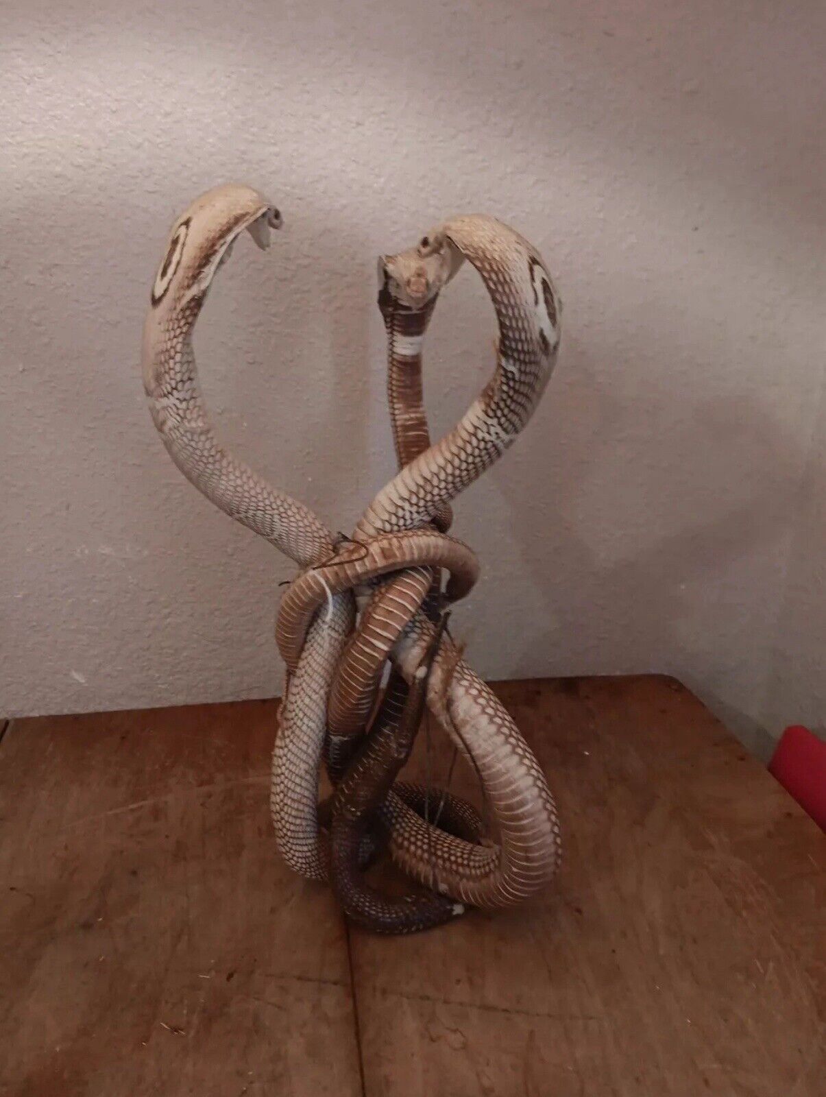 Cobras White Taxidermy Standing Mount Cotton Stuffed 22in Tall