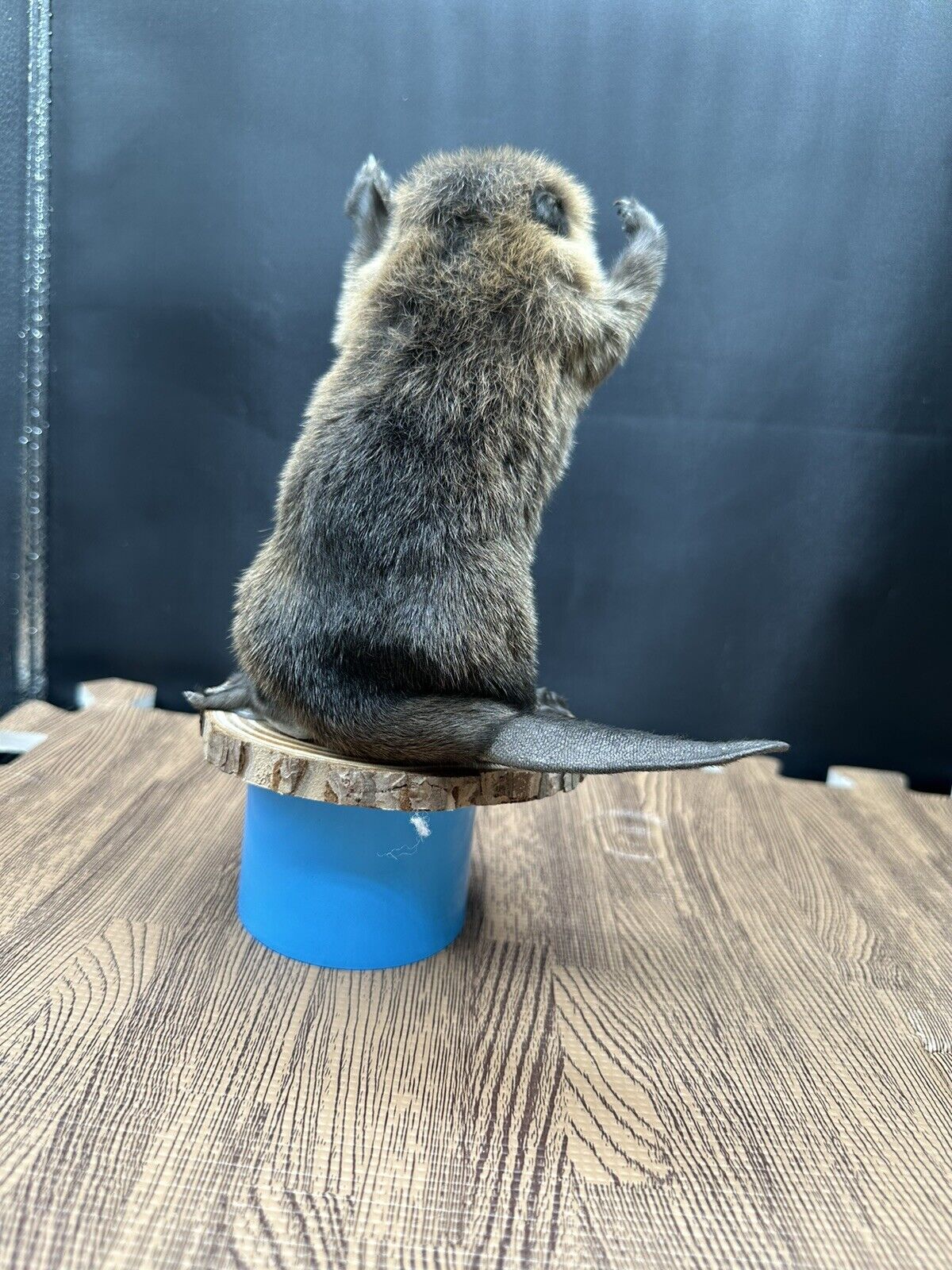 Beautiful Adorable Baby Beaver Kit Taxidermy Mount Art Wildlife 34B