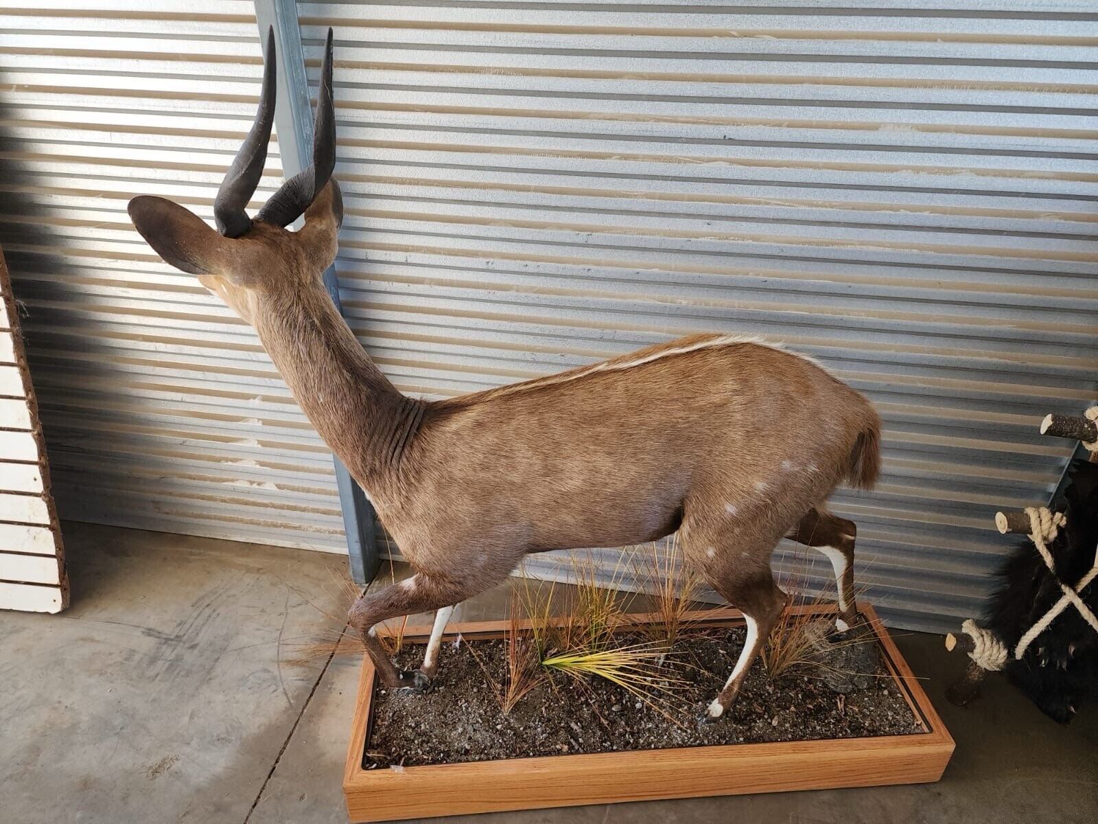 African Bush Buck Full Body Taxidermy Mount