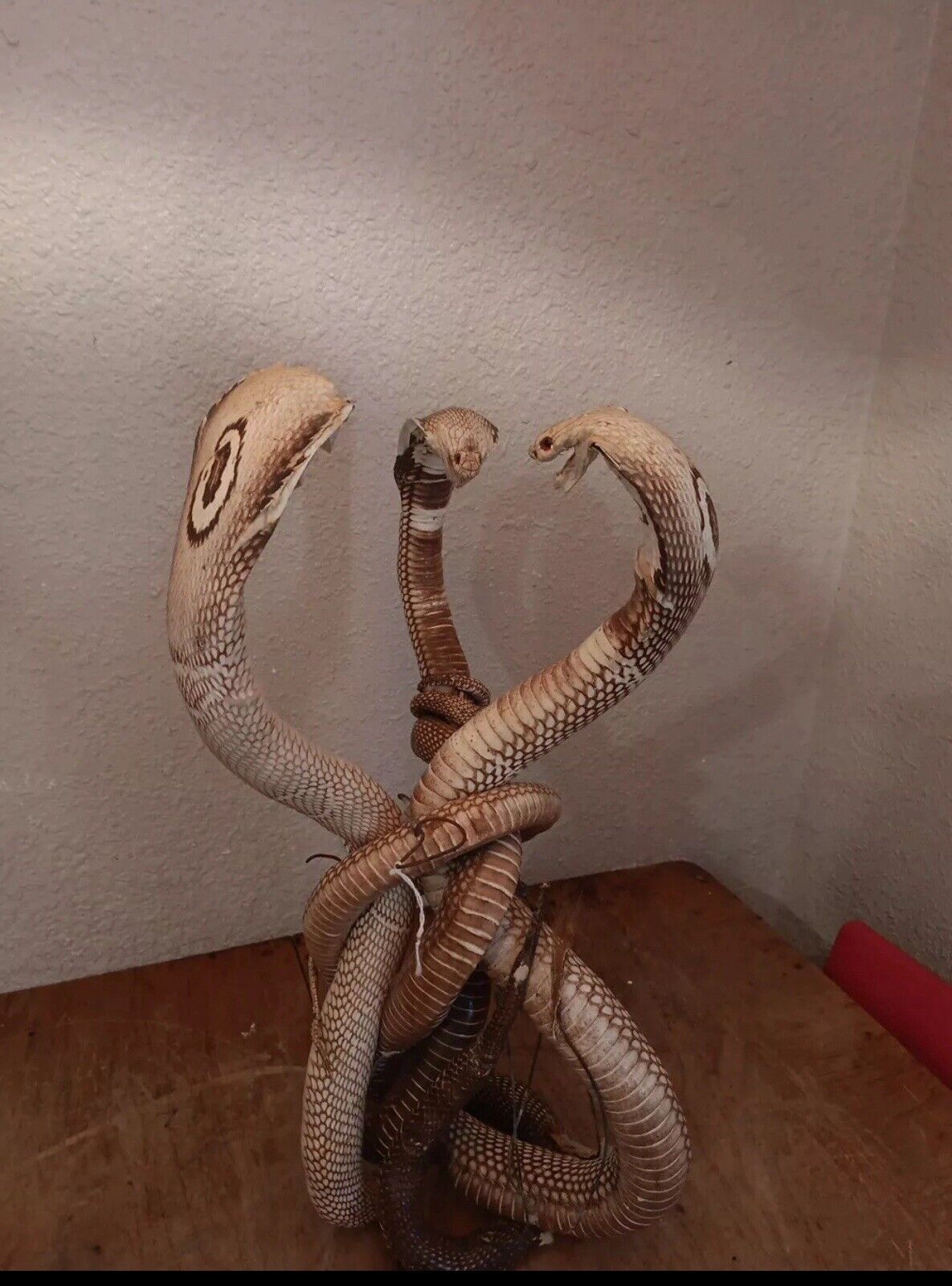 Cobras White Taxidermy Standing Mount Cotton Stuffed 22in Tall