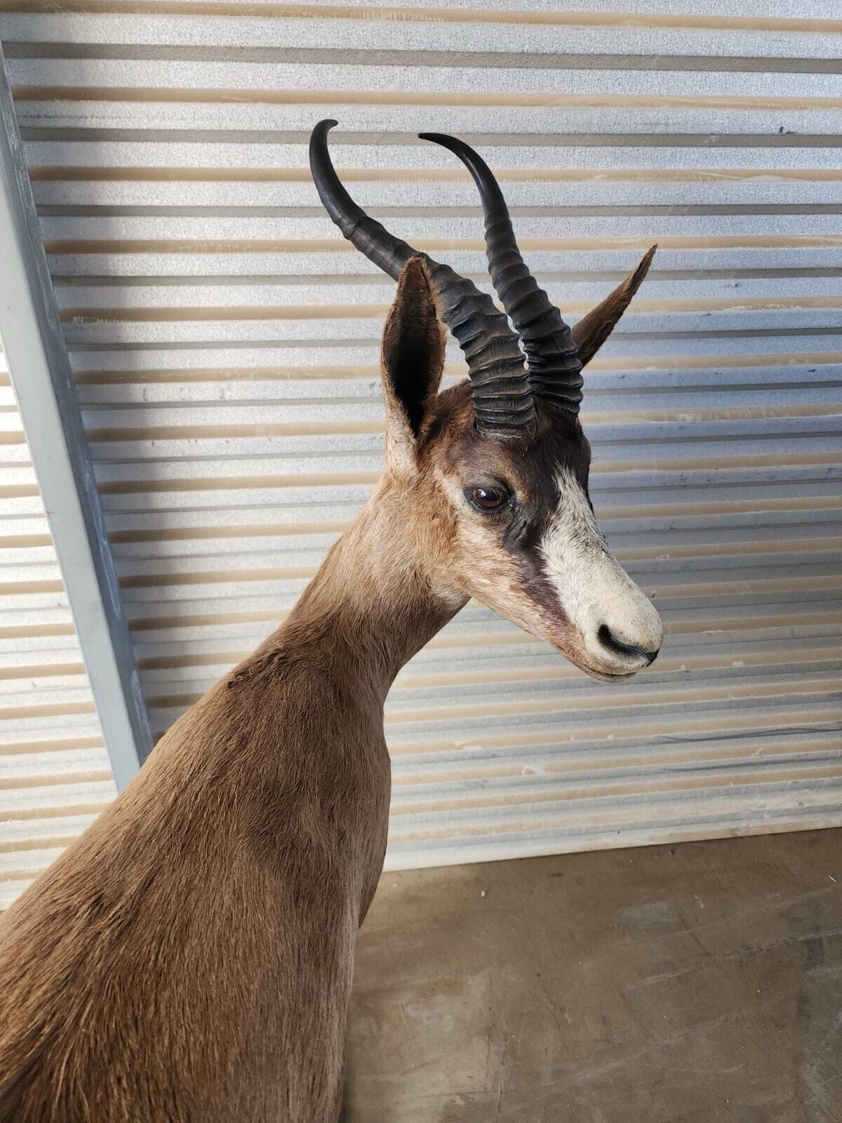 Black springbok Taxidermy Full Body Mount