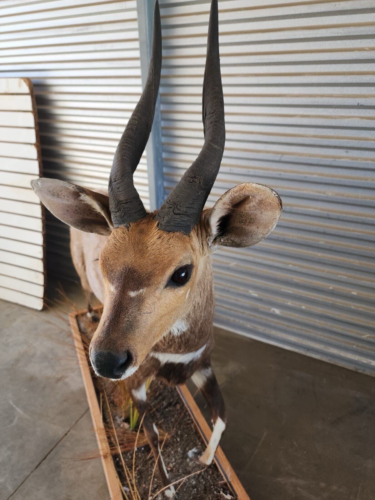 African Bush Buck Full Body Taxidermy Mount