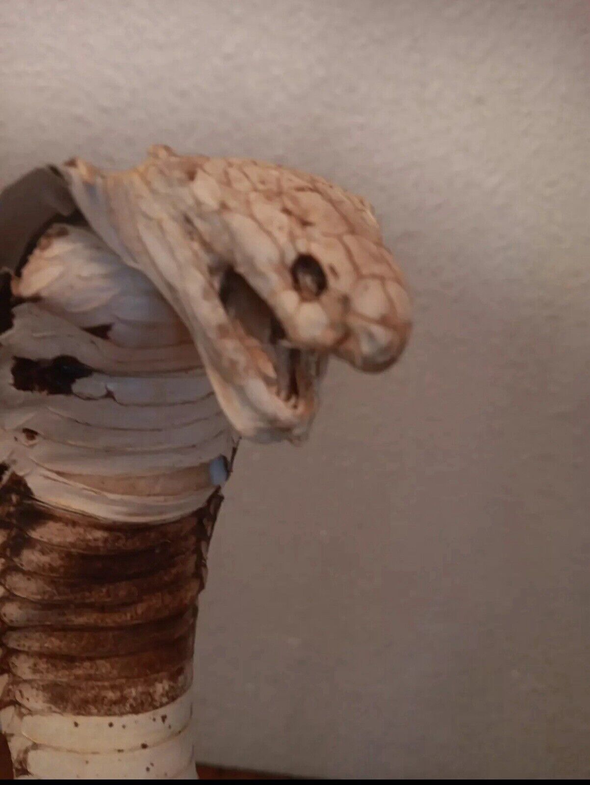 Cobras White Taxidermy Standing Mount Cotton Stuffed 22in Tall