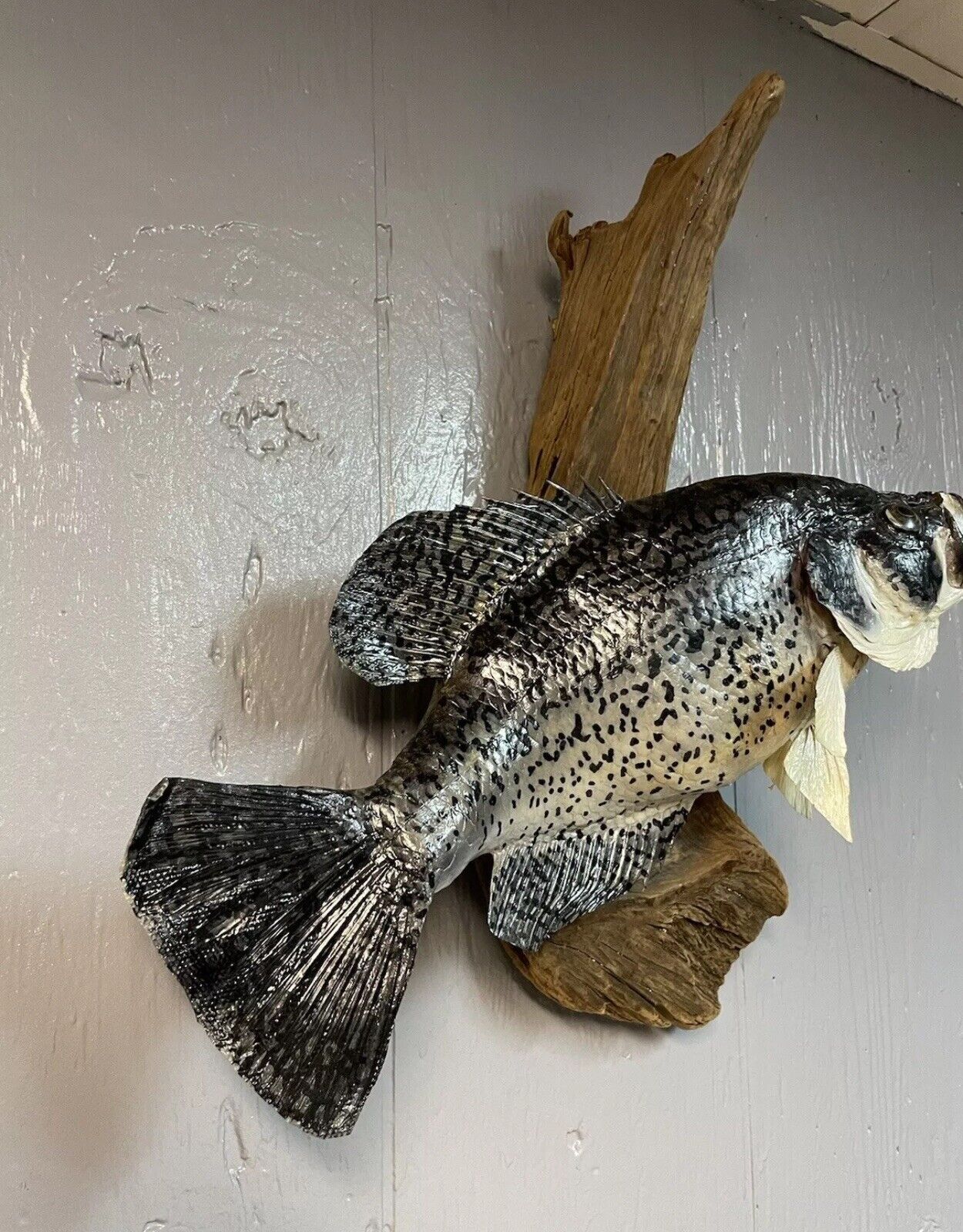 16” Taxidermy Fish Mount Crappie On Wood - 16” Height x 15” Length x 5” Width