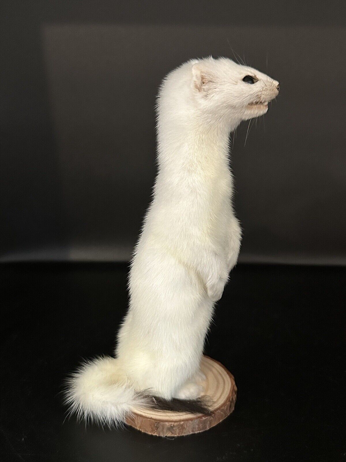 Beautiful Adorable Weasel Ermine Small Animal Taxidermy Mount Art Wildlife 29W