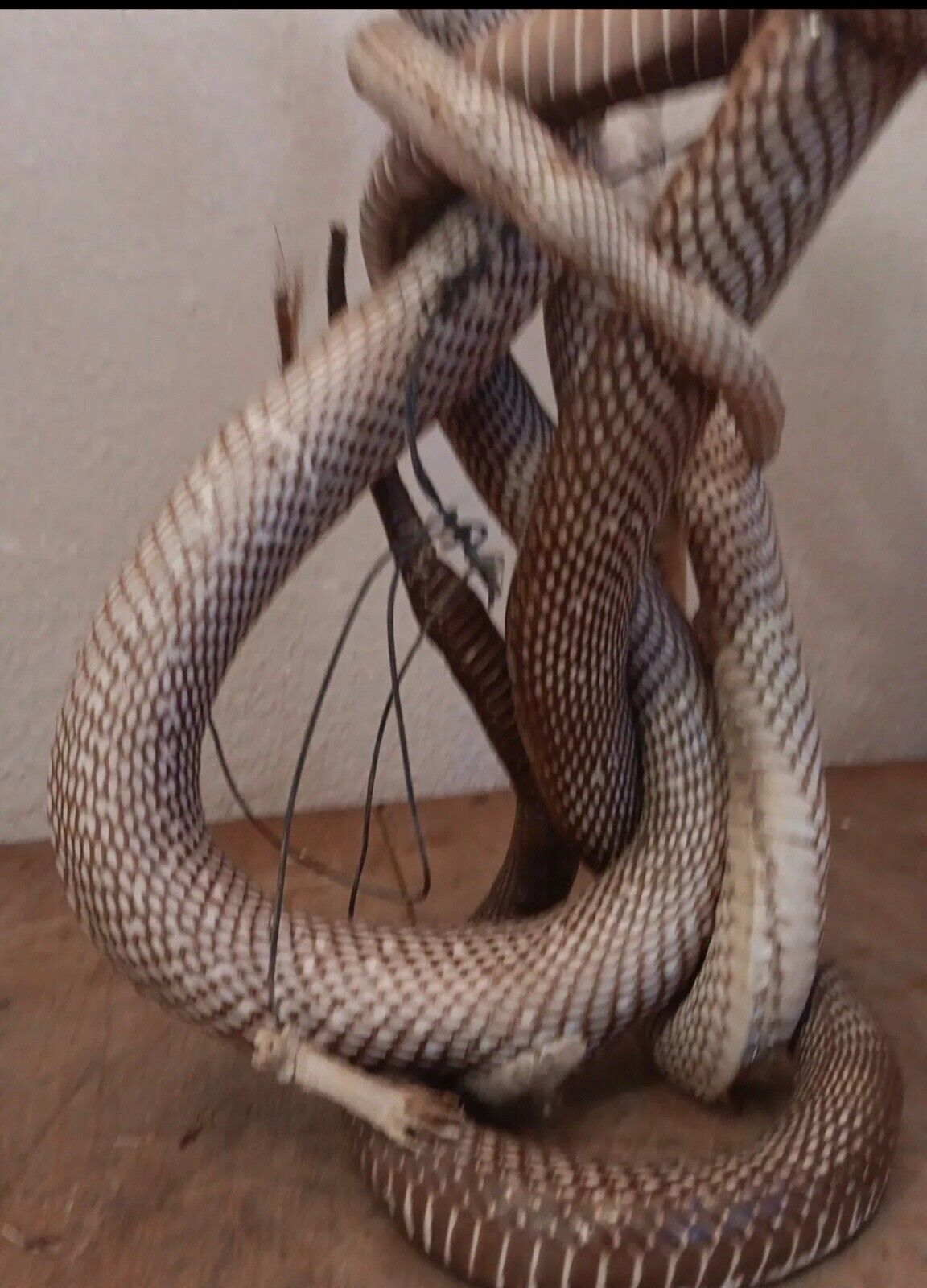 Cobras White Taxidermy Standing Mount Cotton Stuffed 22in Tall