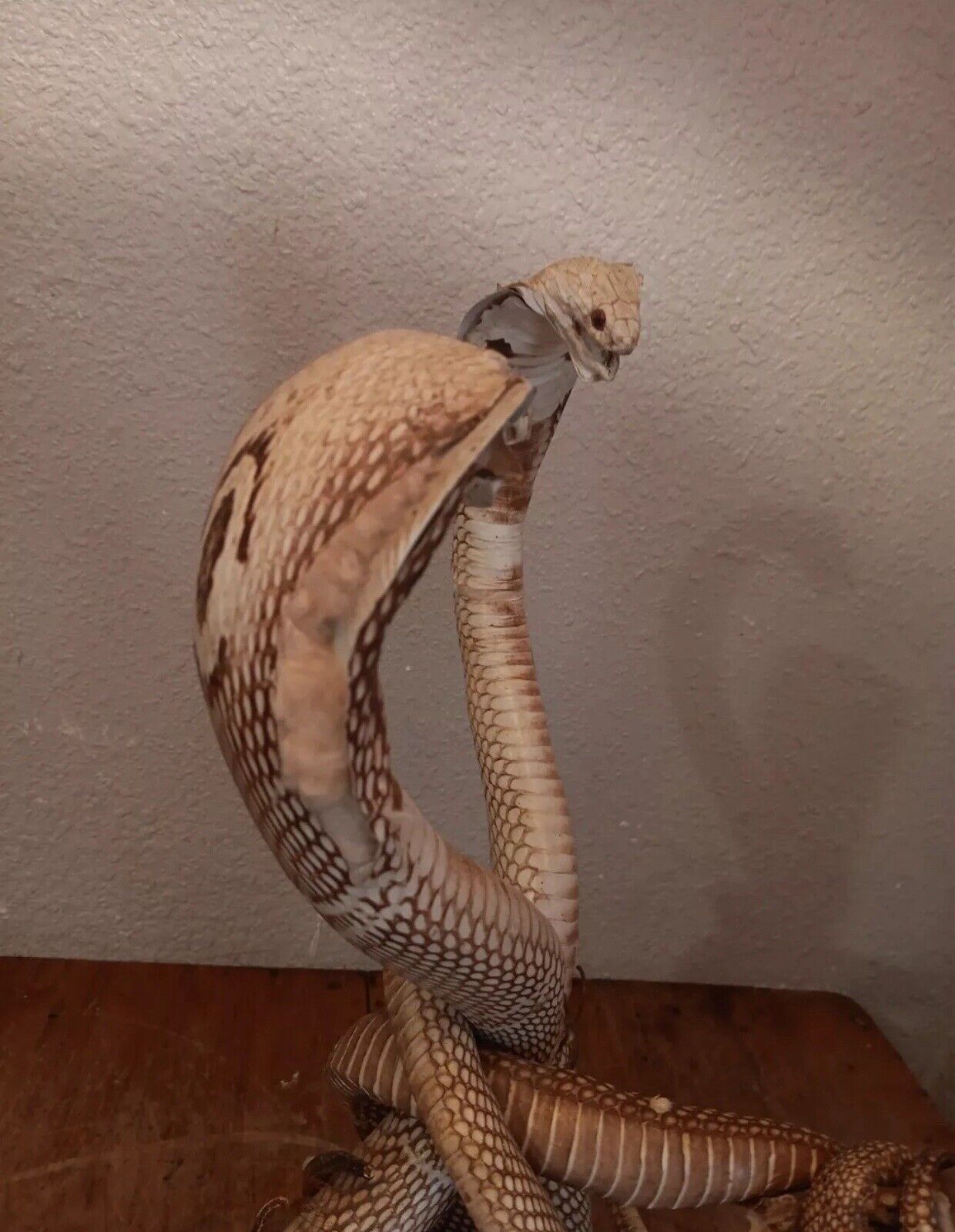 Cobras White Taxidermy Standing Mount Cotton Stuffed 22in Tall