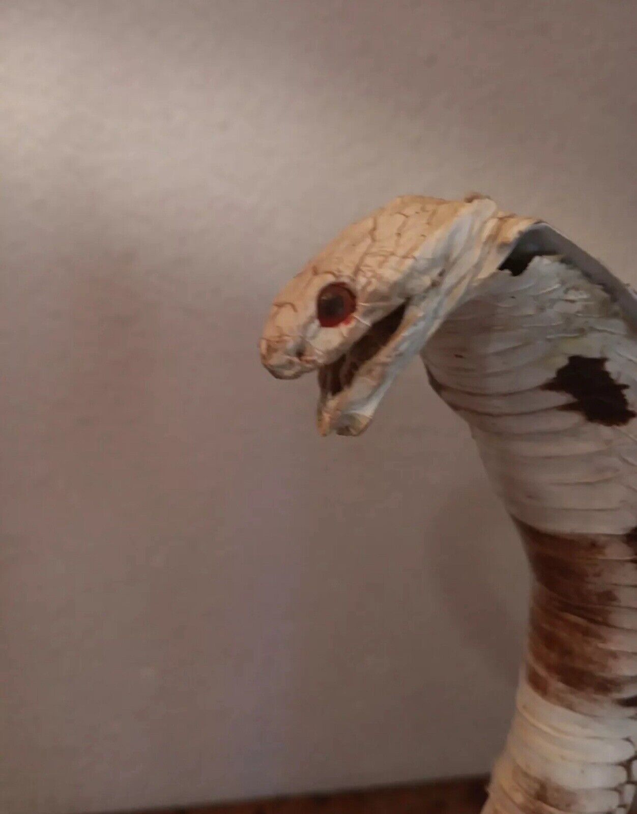 Cobras White Taxidermy Standing Mount Cotton Stuffed 22in Tall