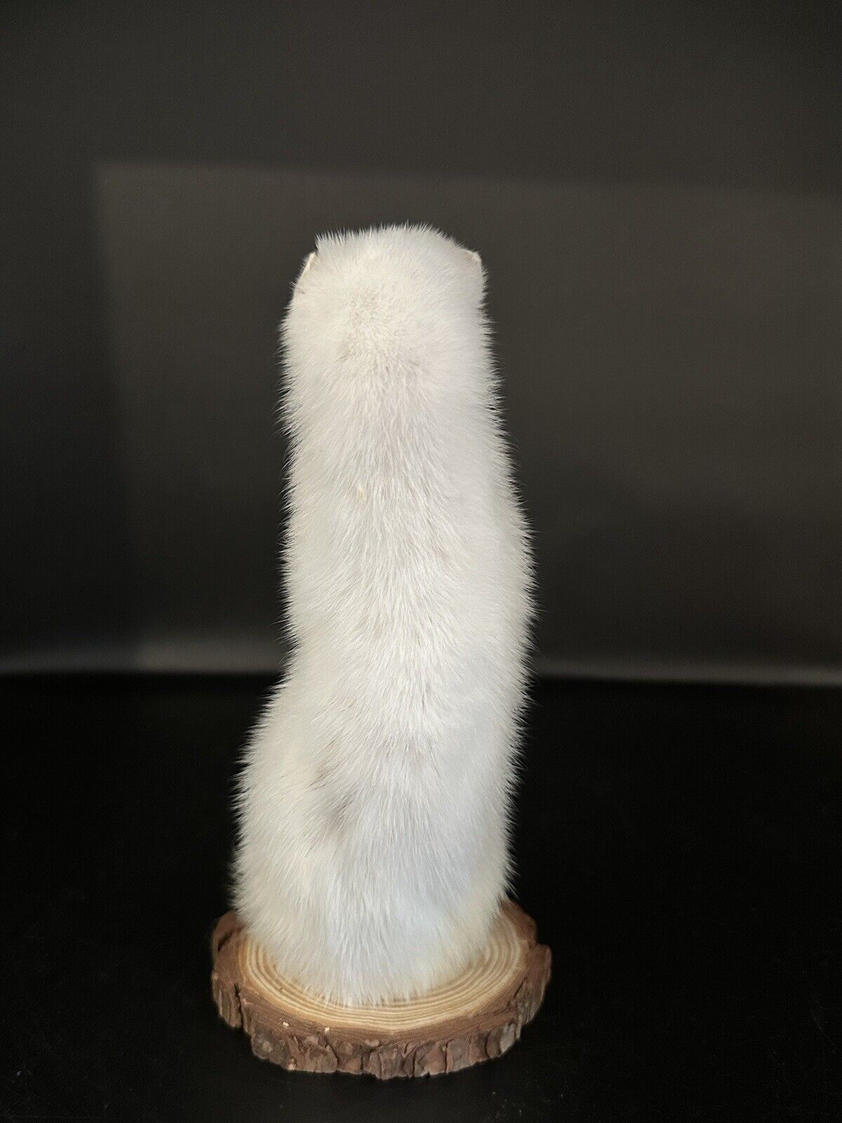 Beautiful Adorable Weasel Ermine Small Animal Taxidermy Mount Art Wildlife 30W