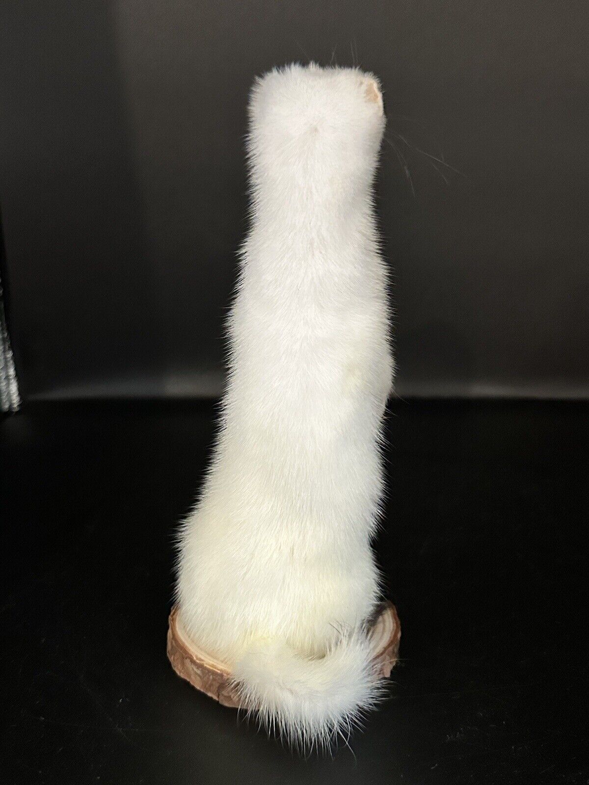 Beautiful Adorable Weasel Ermine Small Animal Taxidermy Mount Art Wildlife 29W