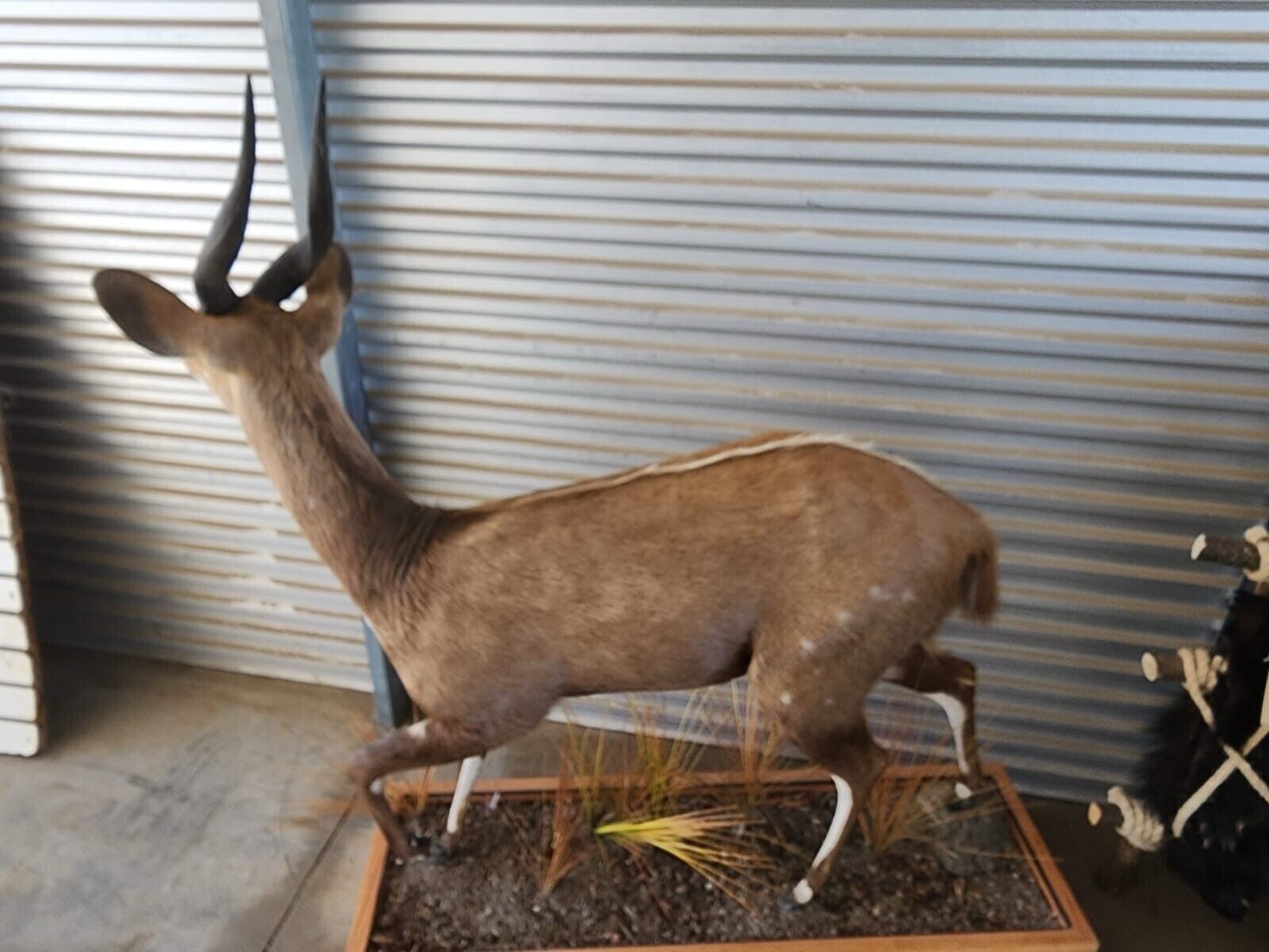 African Bush Buck Full Body Taxidermy Mount