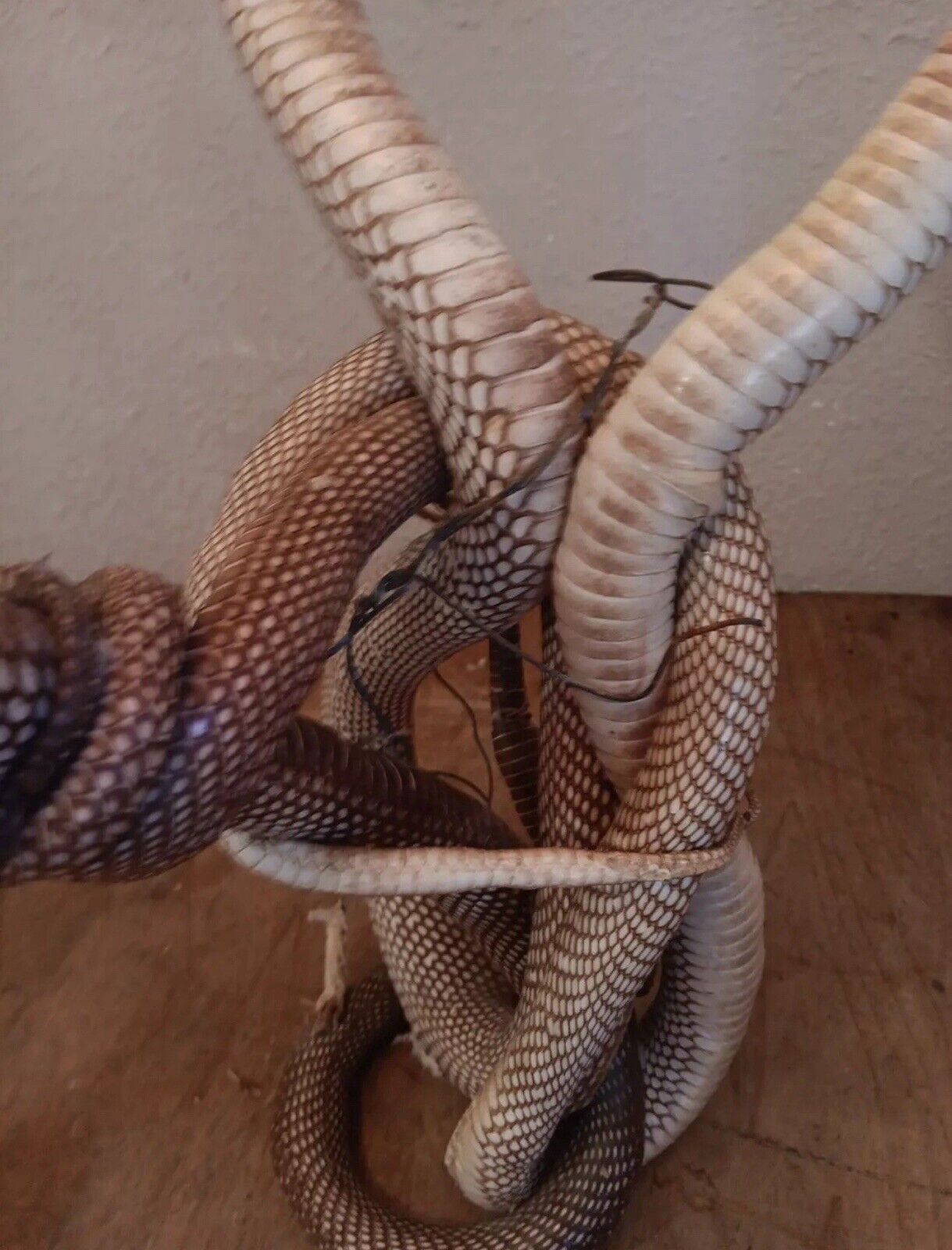 Cobras White Taxidermy Standing Mount Cotton Stuffed 22in Tall