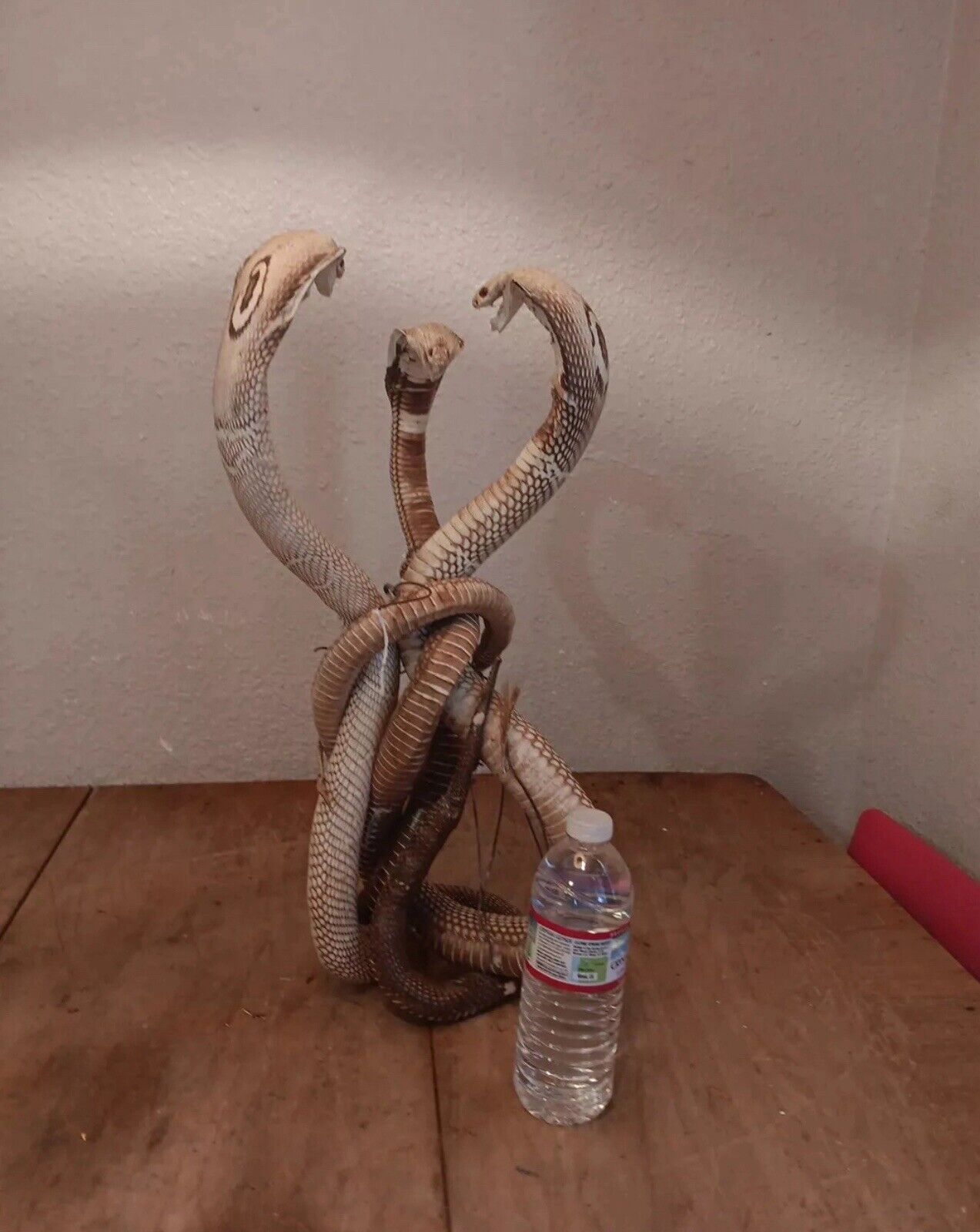 Cobras White Taxidermy Standing Mount Cotton Stuffed 22in Tall