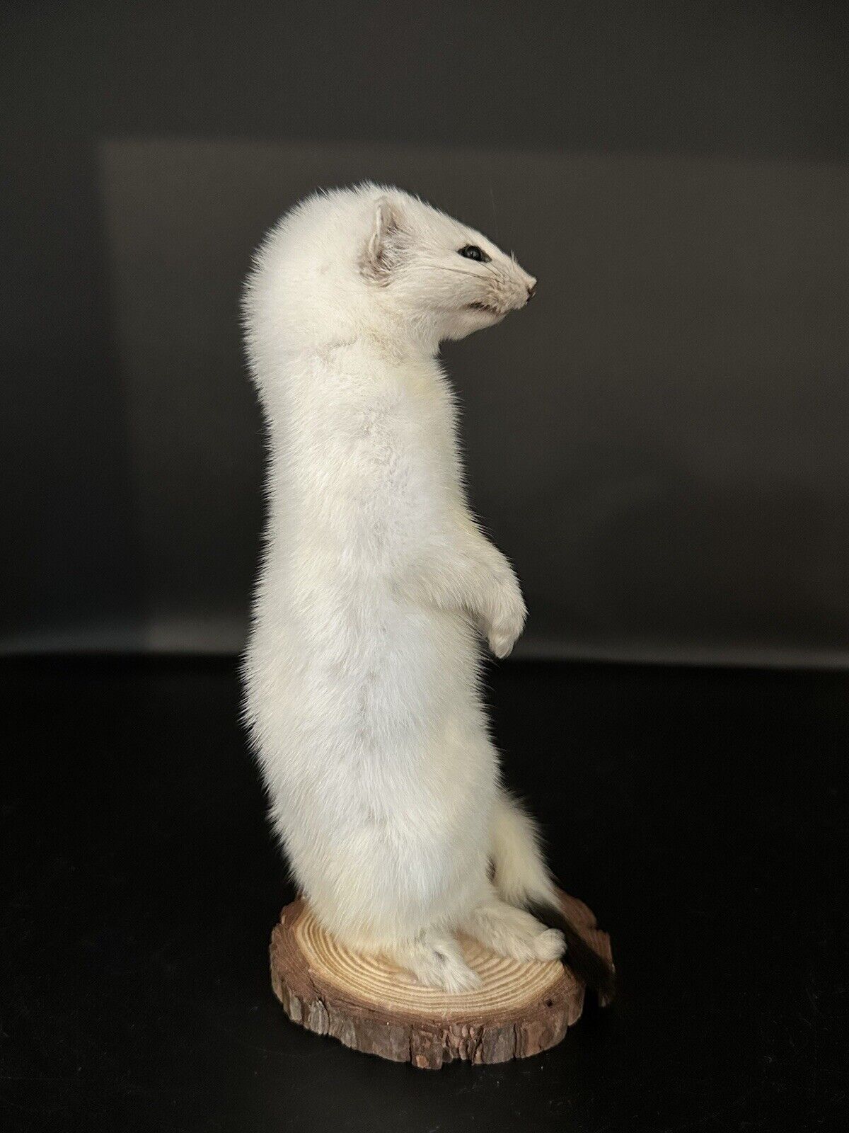Beautiful Adorable Weasel Ermine Small Animal Taxidermy Mount Art Wildlife 30W