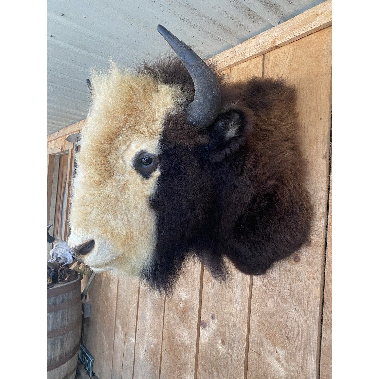 FHDAR40- Rare Sacred White-faced Buffalo Bison Taxidermy Shoulder mount