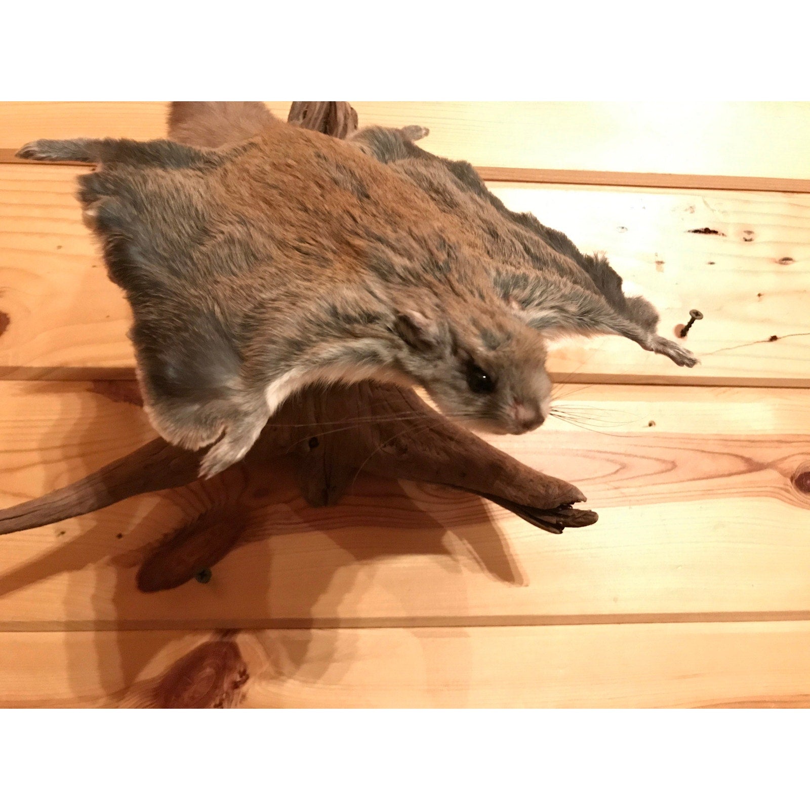FHKUNZ230- Beautiful Adorable Flying Squirrel Small Animal Taxidermy mount