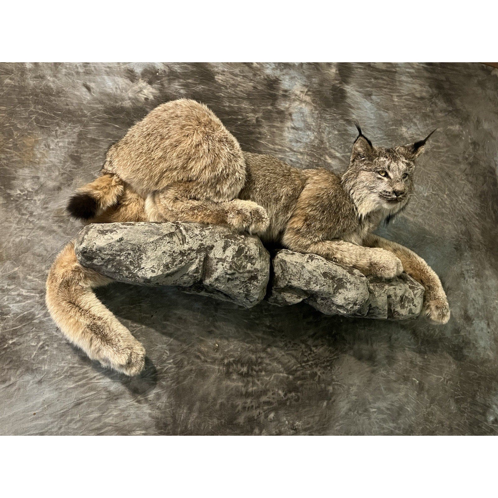 FHWL33 - Alaskan Lynx Taxidermy Full Body Mount Prime Fur