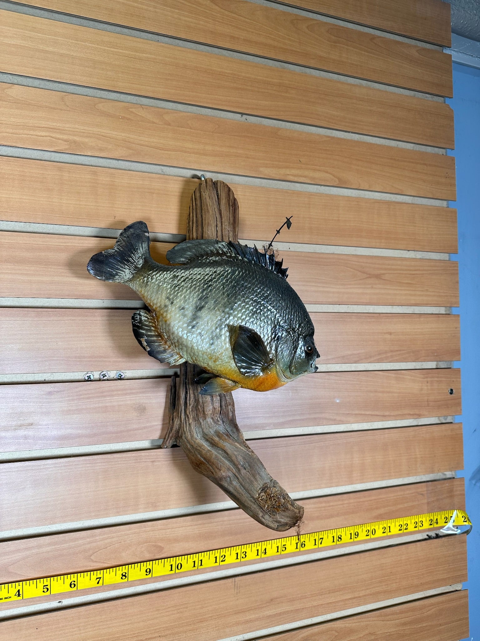 FHFISH12- Sunfish fish taxidermy mount