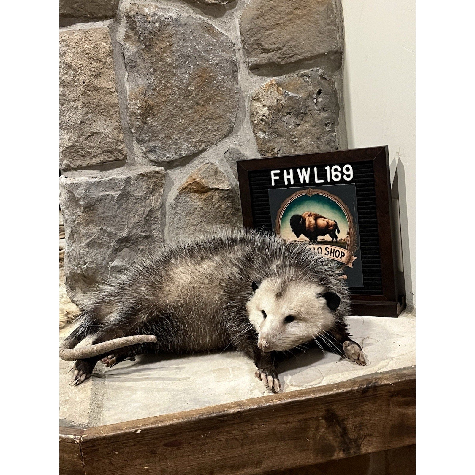 FHWL169 - Fat Opossum Taxidermy Full Body Mount
