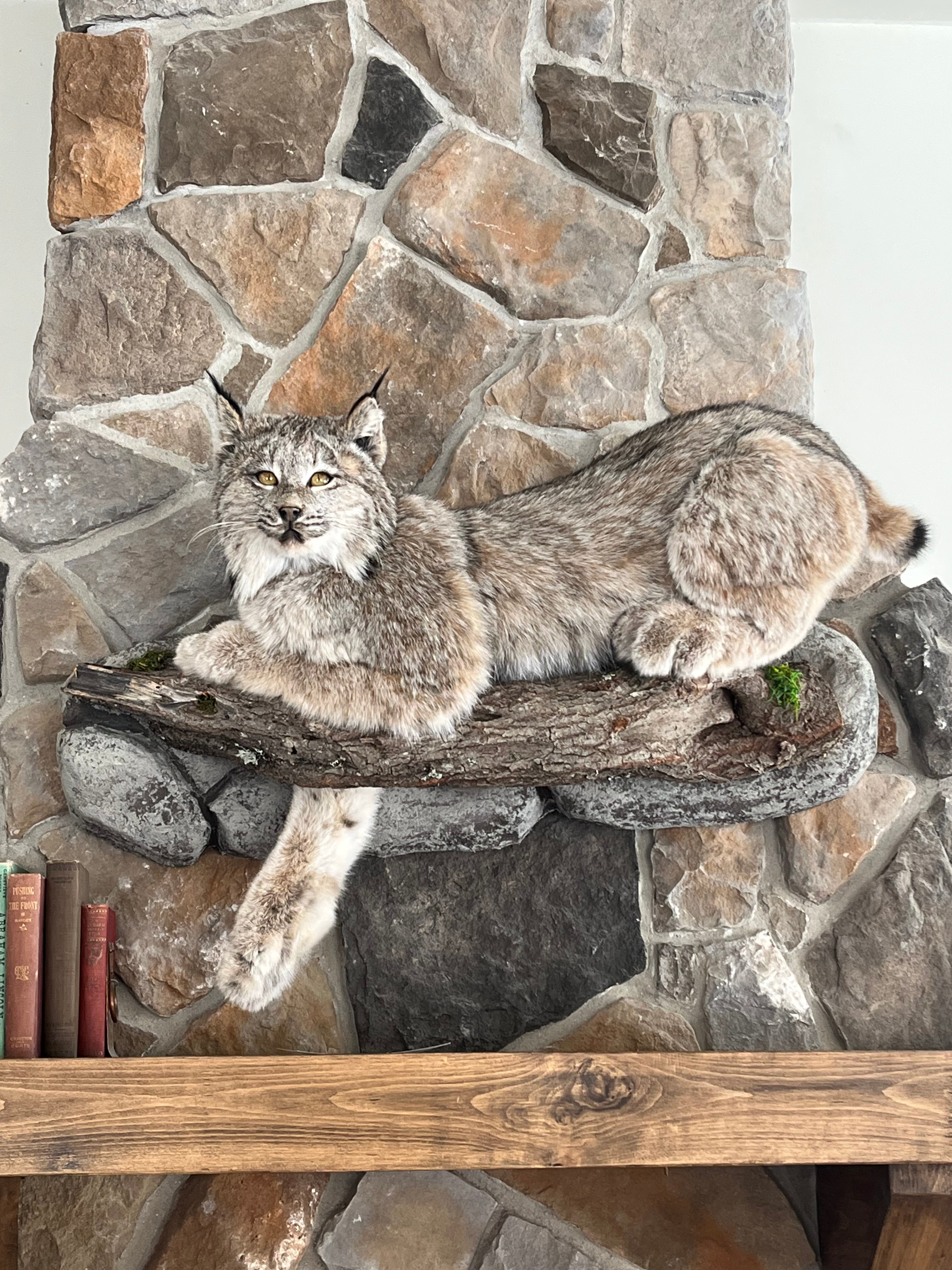 FHWL30 - Alaskan Lynx Taxidermy Full Body Mount Prime Fur