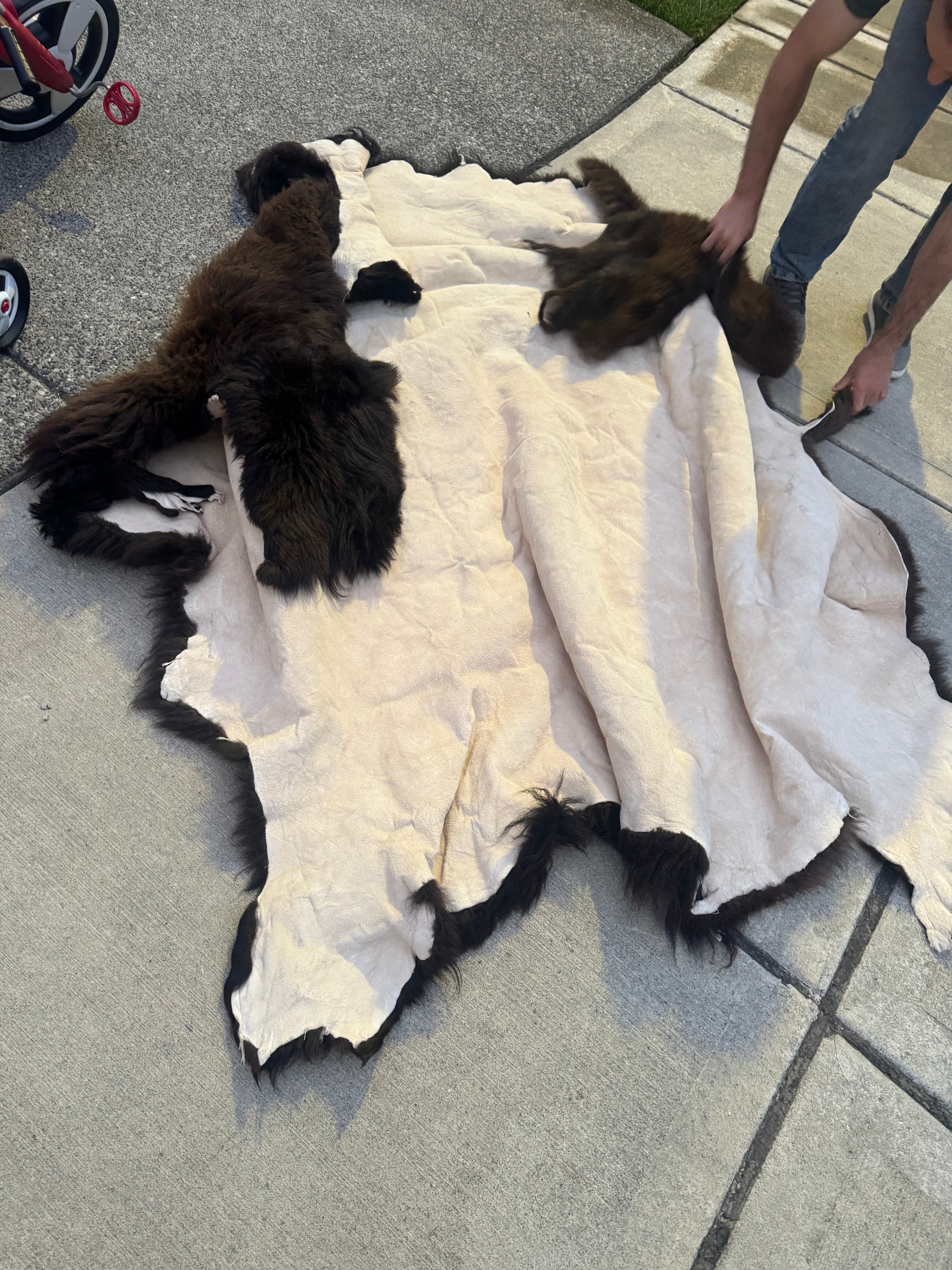 FHWA556 - XXL premium Prime Real Buffalo / Bison Fresh Taxidermy Rug Hide
