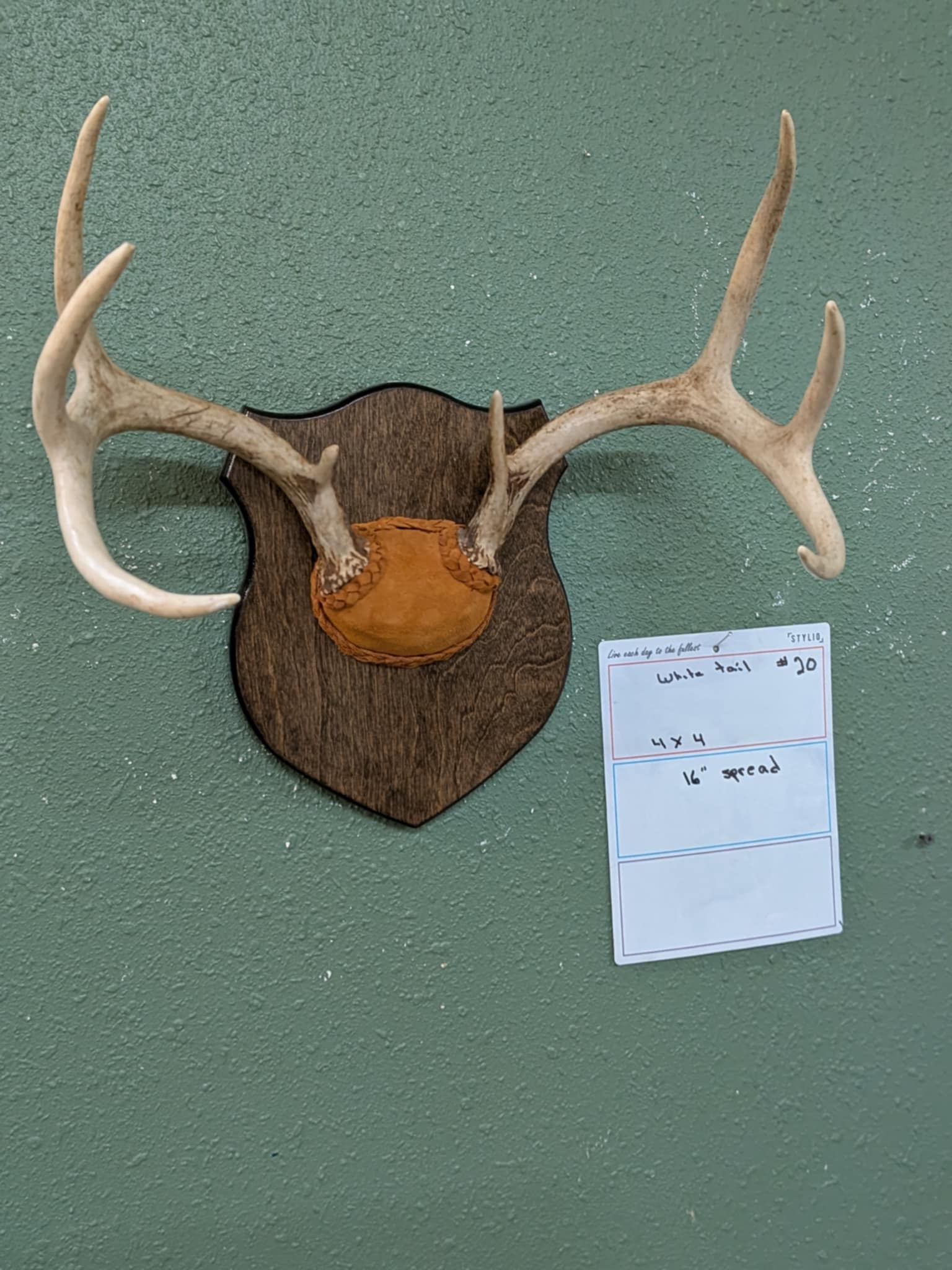 FHPAT20- 4x4 whitetail Deer Antler mount 16” spread