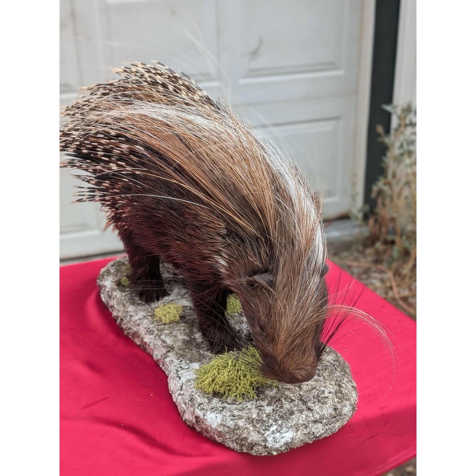 FHPAT747 - Premium African Crested Porcupine Taxidermy Mount