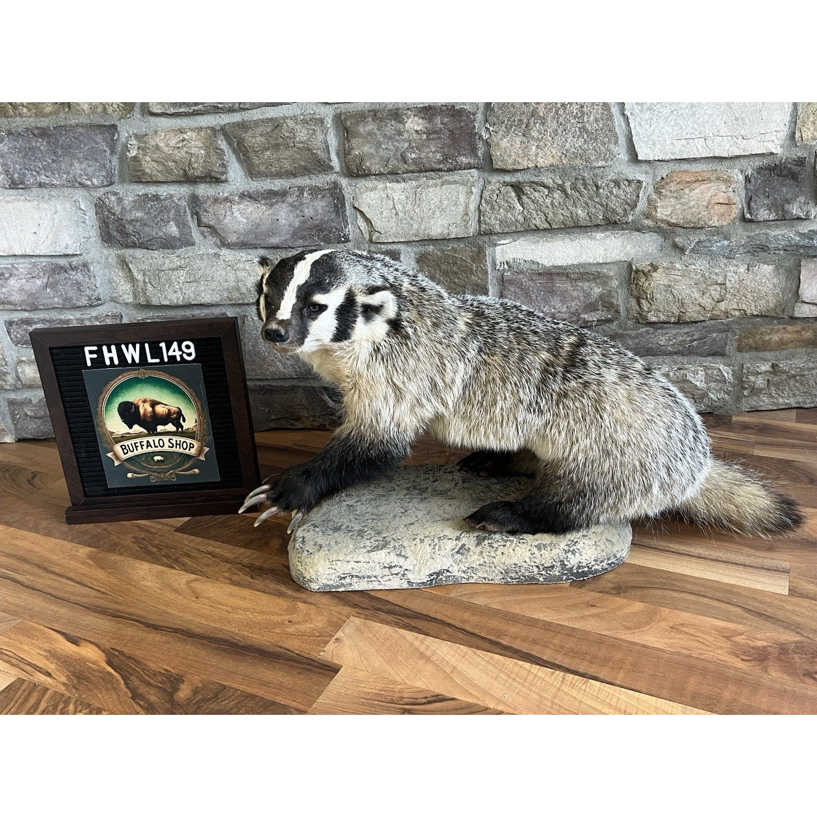 FHWL149- Fat Badger Taxidermy Mount