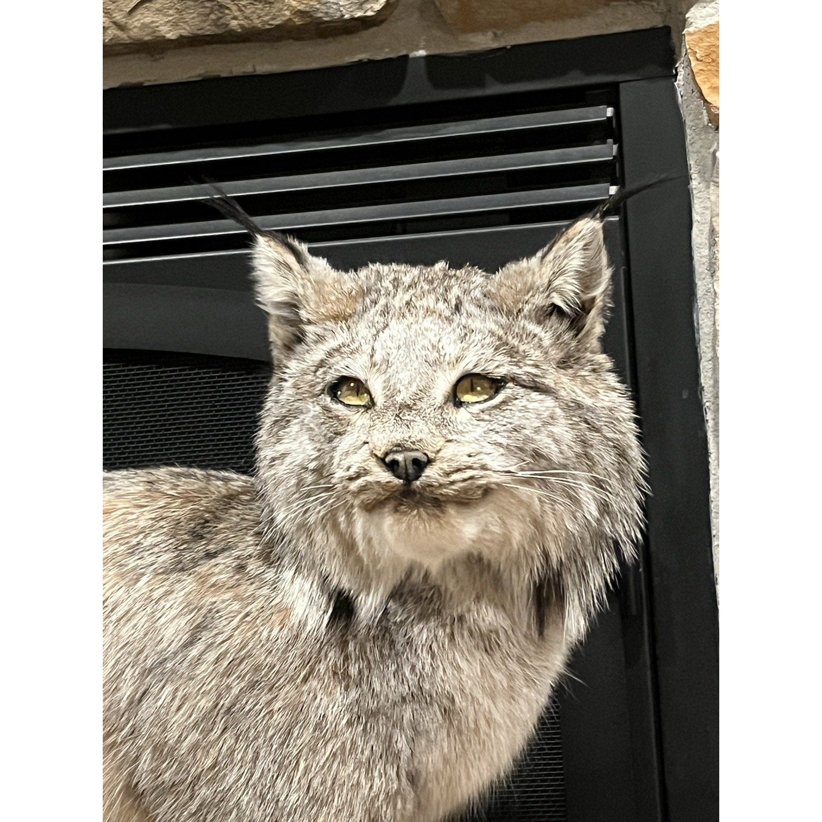 FHWL24 - Alaskan Lynx Taxidermy Full Body Mount Prime Fur