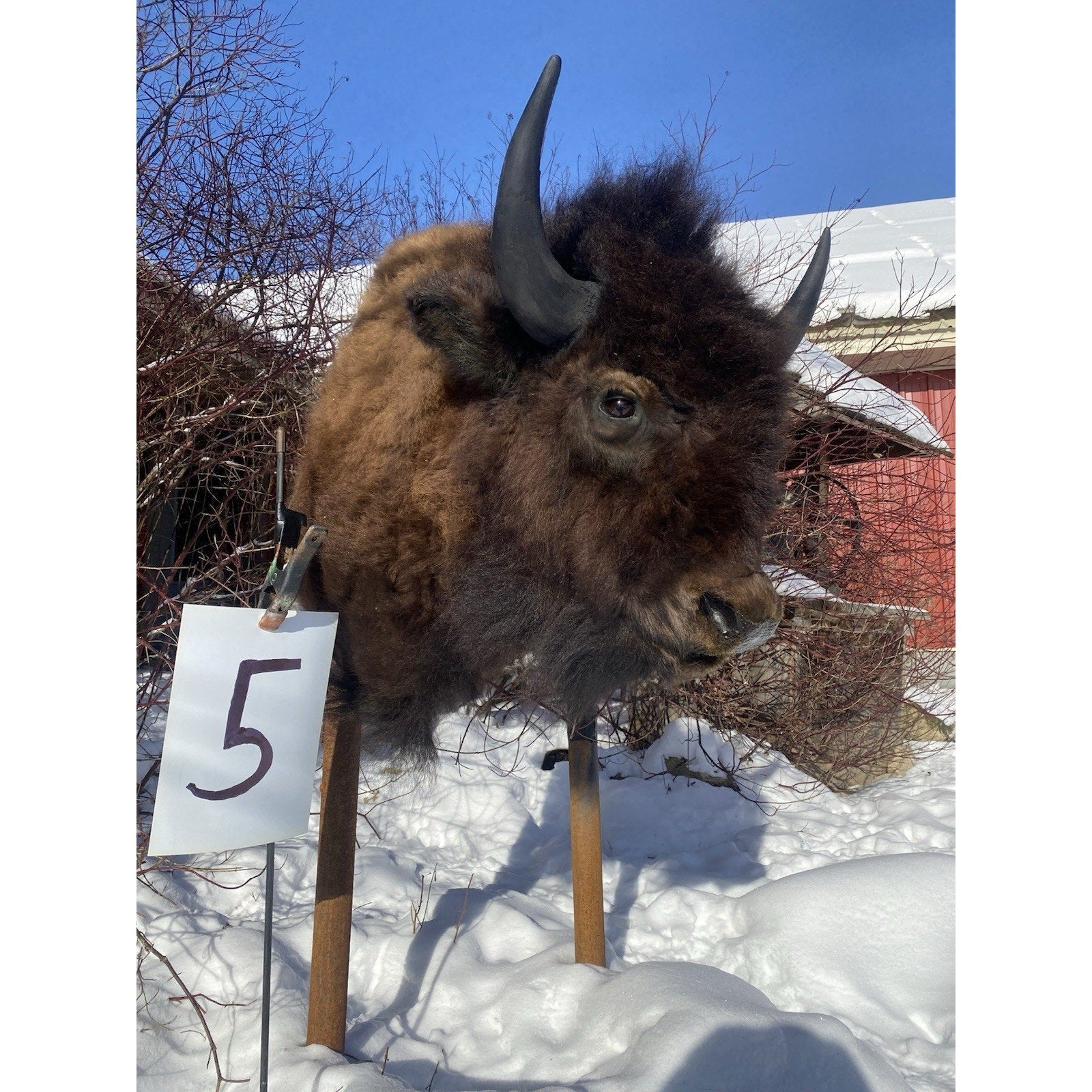 FHDARDEC5 - Real North American Buffalo / Bison Shoulder Taxidermy Mount New