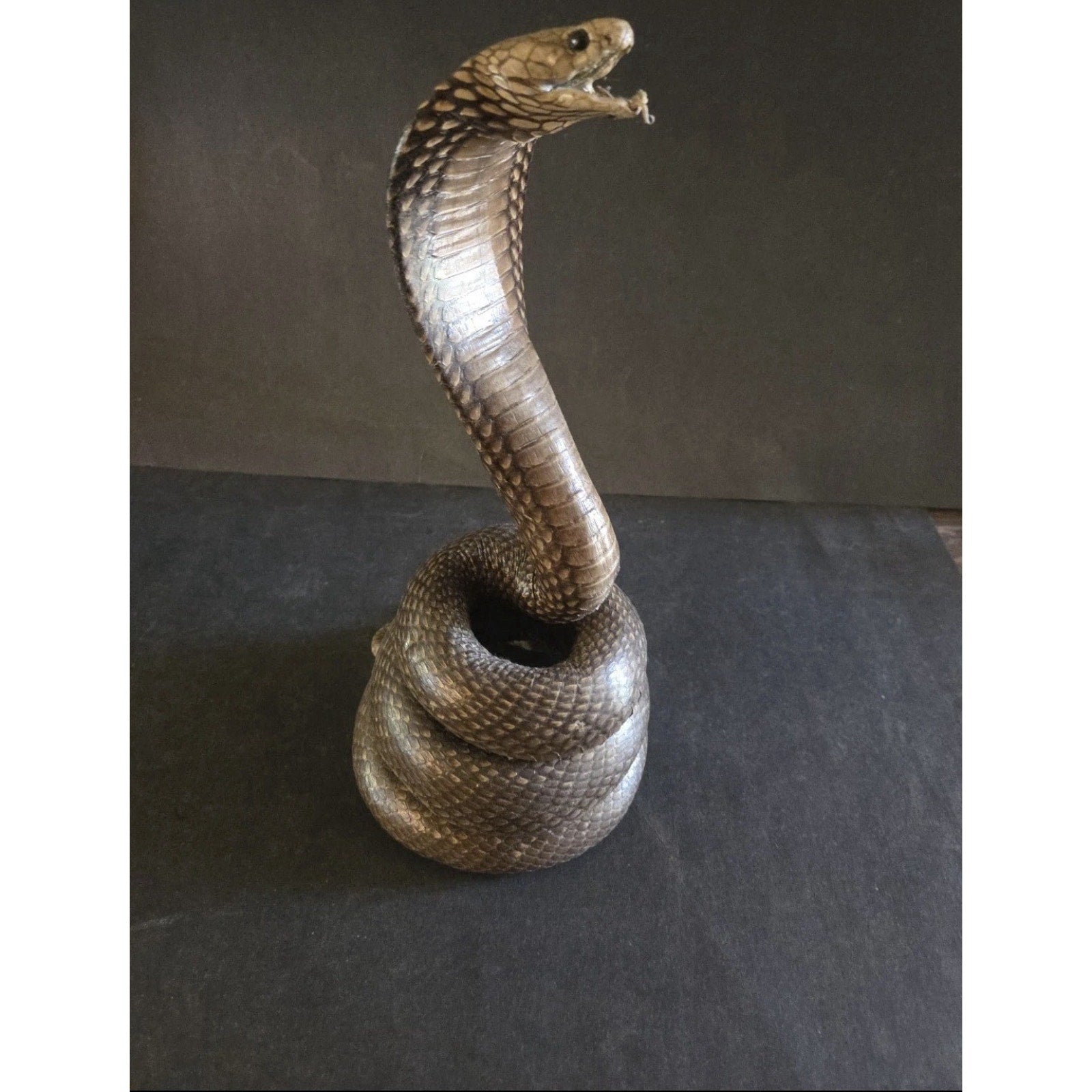 12” Striking Position Cobra Snake Taxidermy Reptile Mount Vintage Real Snake