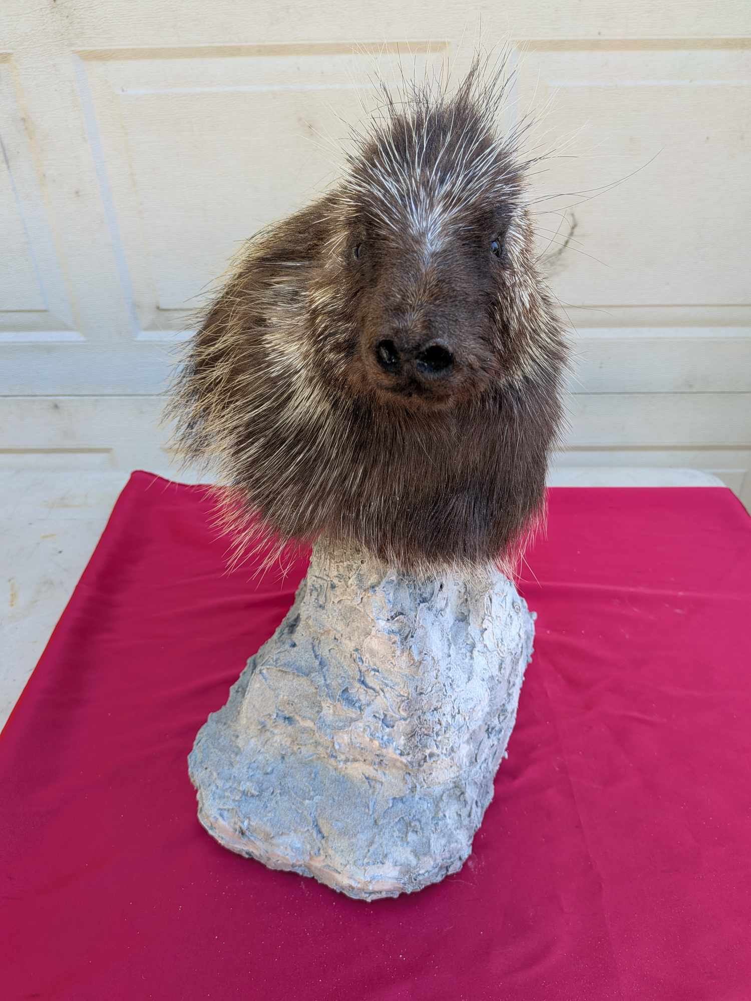 FHPATPO10 - Beautiful Montana Prime Winter Porcupine Taxidermy Mount