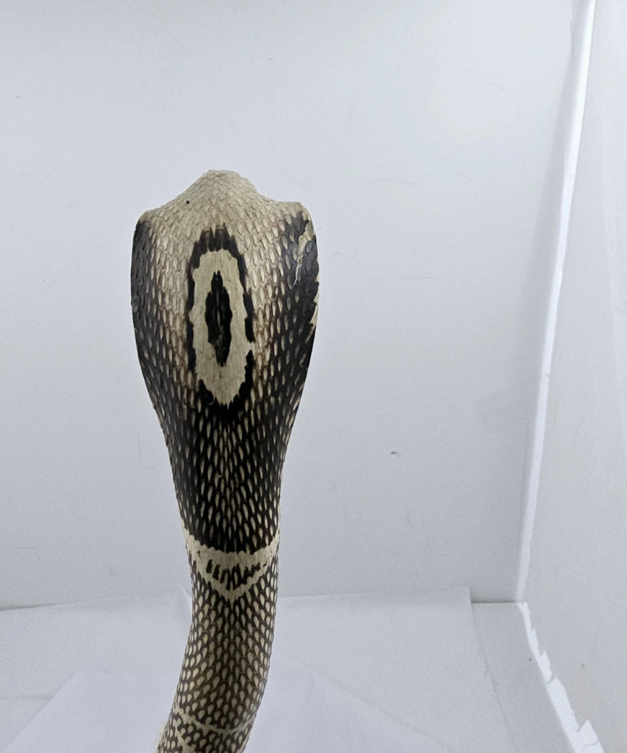 FHCOB0724 - 24” Real Cobra Taxidermy Snake Mount