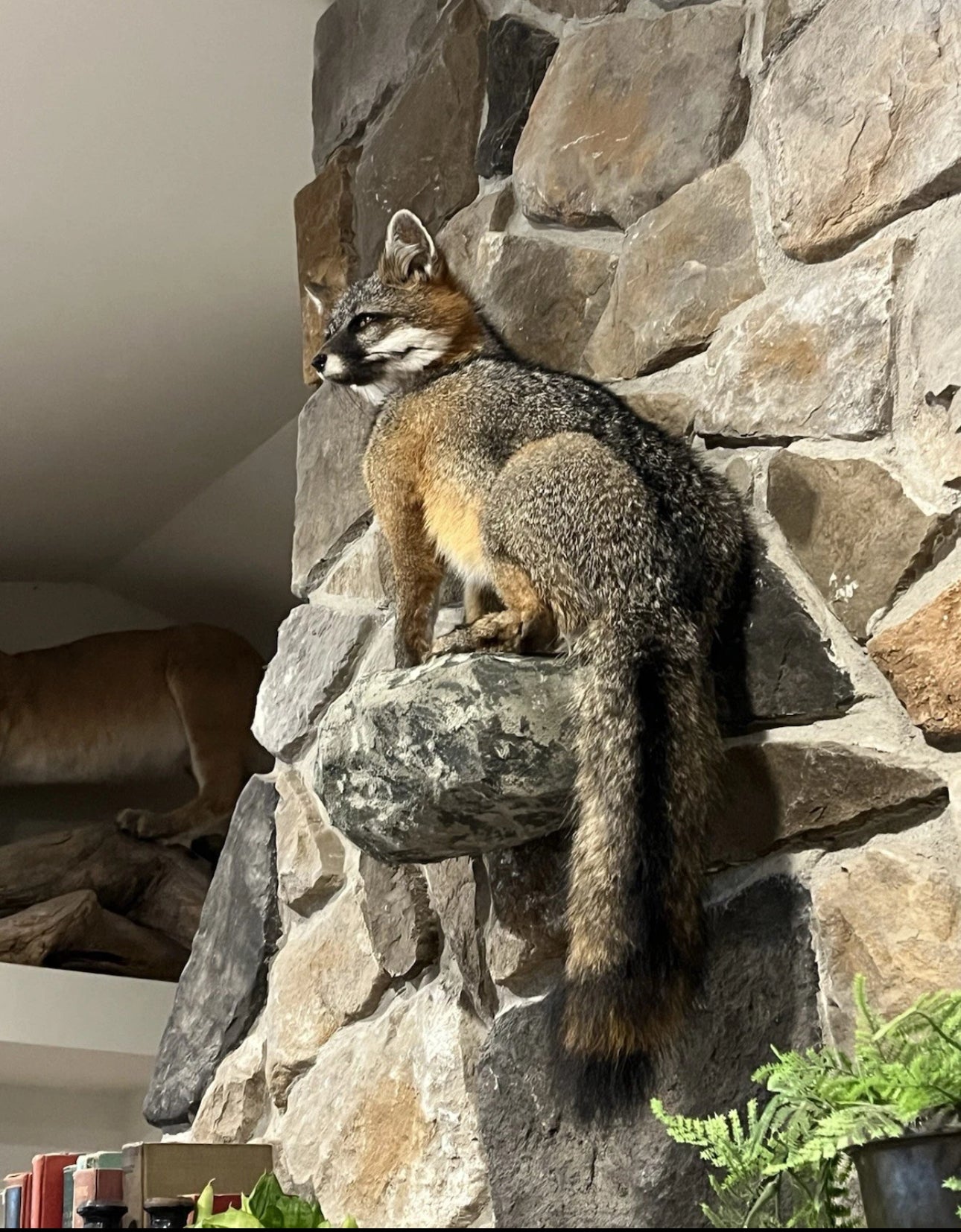 FHWA0824-Grey Fox Taxidermy Full Body Mount Cabin Camp Man Cave