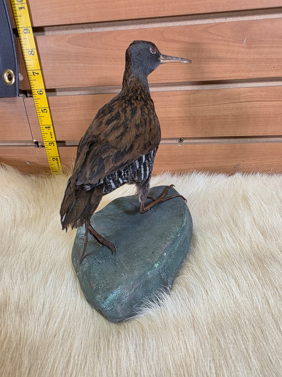 JF3 - Water Rail taxidermy bird mount