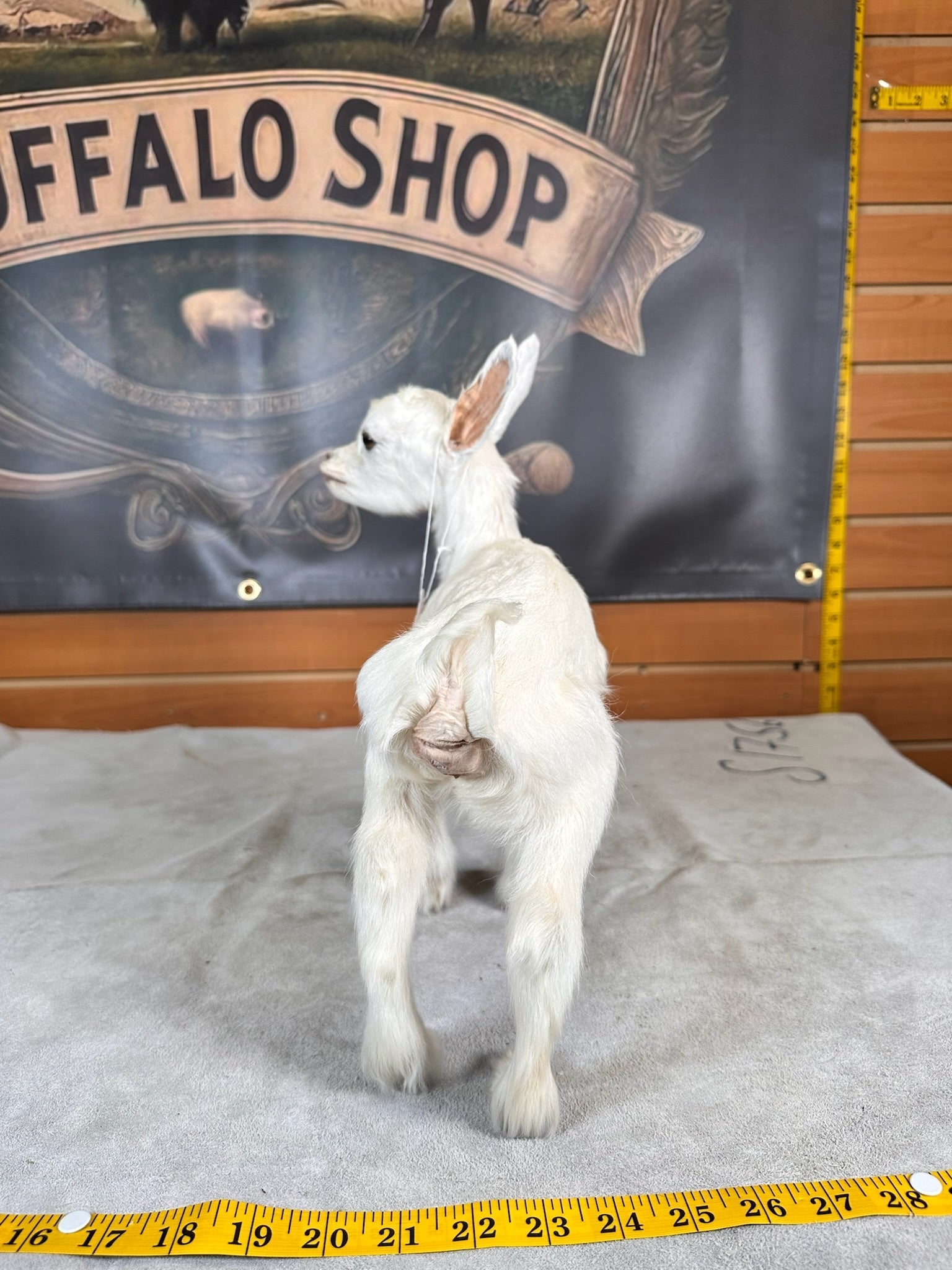 FHGOAT7- Baby goat tiny taxidermy mount free standing