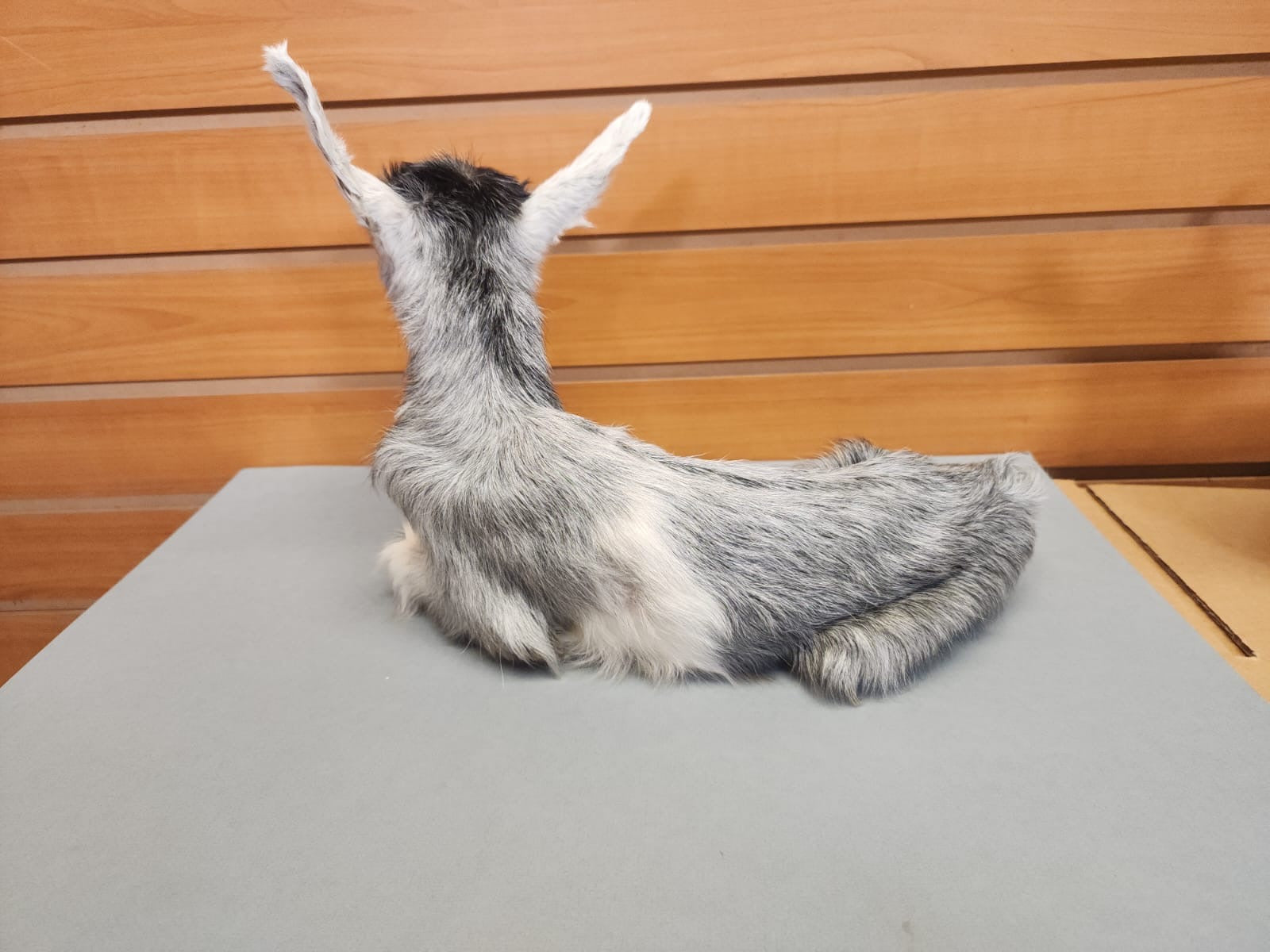 FHGOAT16- Baby goat tiny taxidermy mount free standing