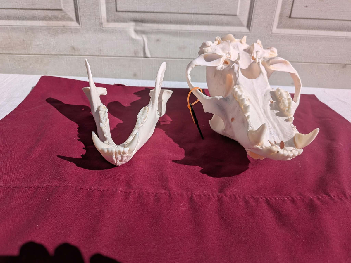 FHPAT237 -professionally cleaned black bear skull