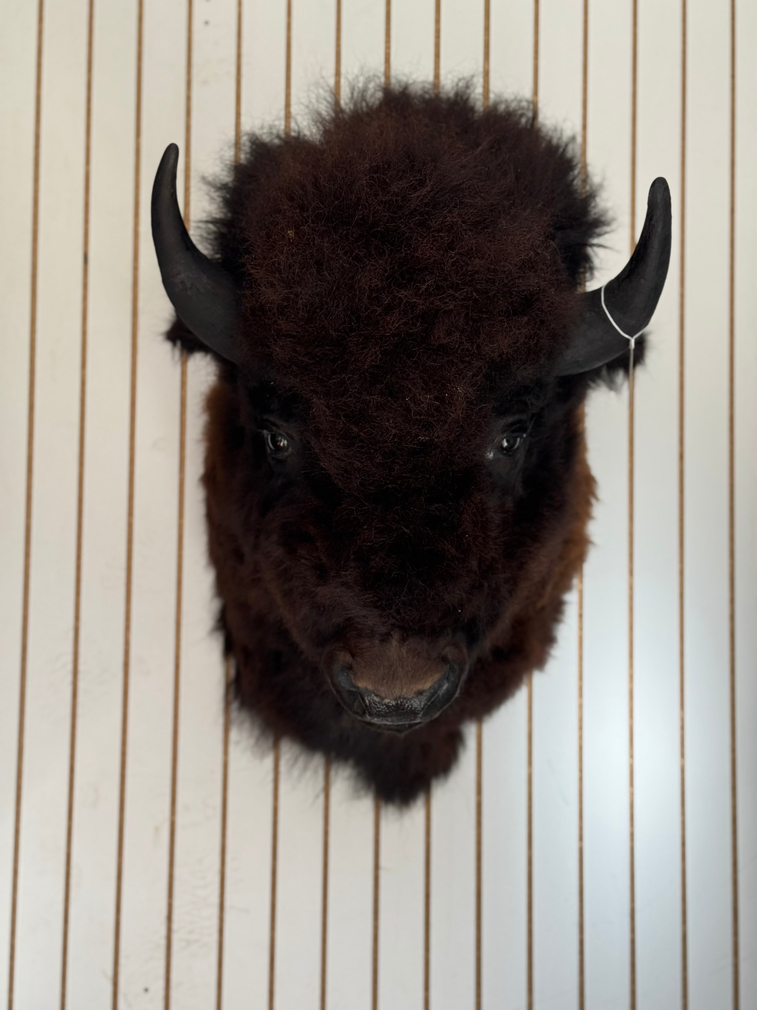 FHDAR352-XL Buffalo Taxidermy Shoulder mount Bull