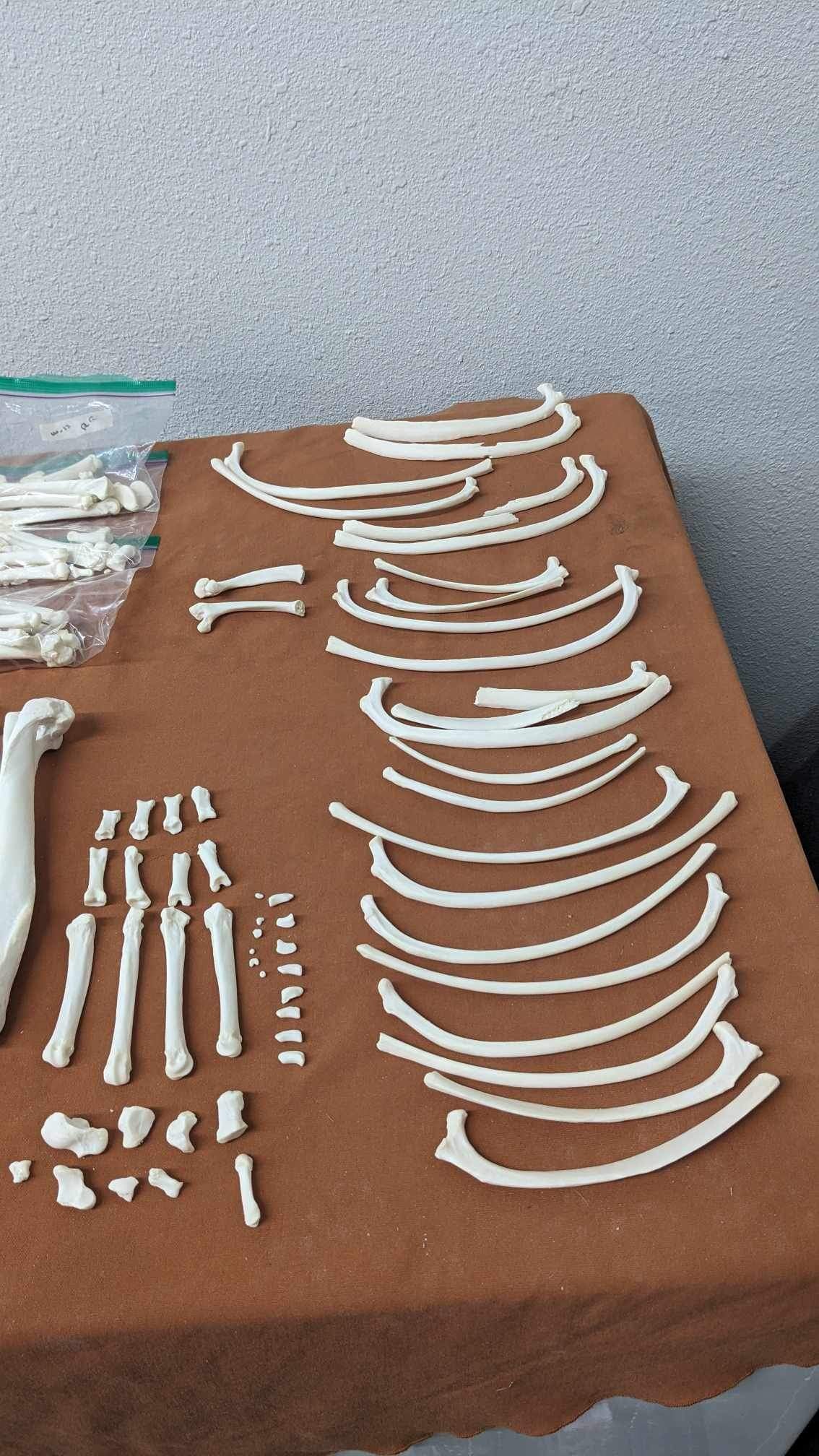 Alaskan Wolf full skeleton for articulating (professionally cleaned)