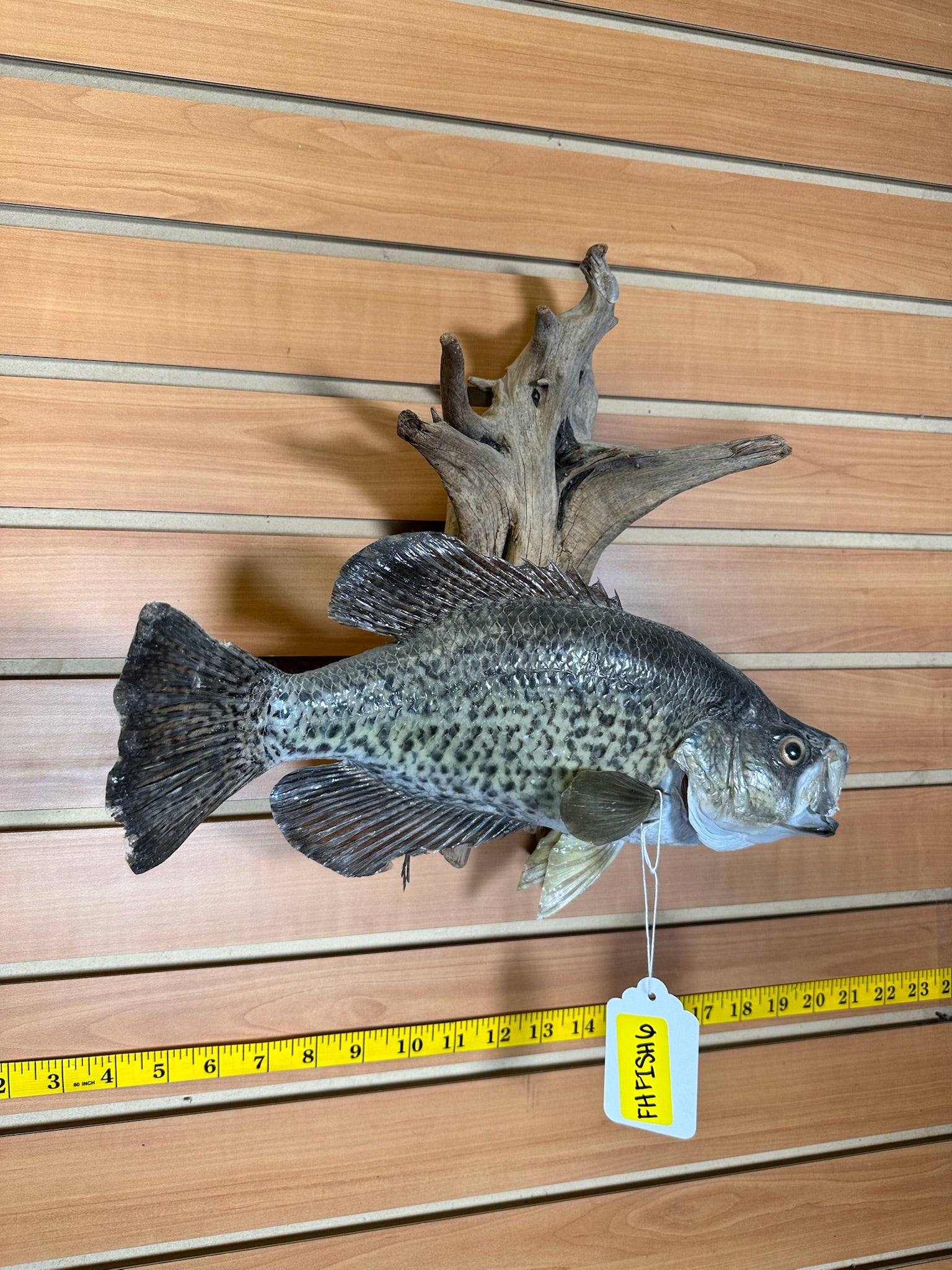 FHFISH6- Crappie taxidermy mount