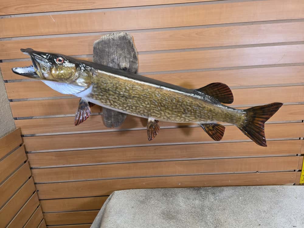 FHCM37 - 33” real skin muskie fish taxidermy mount