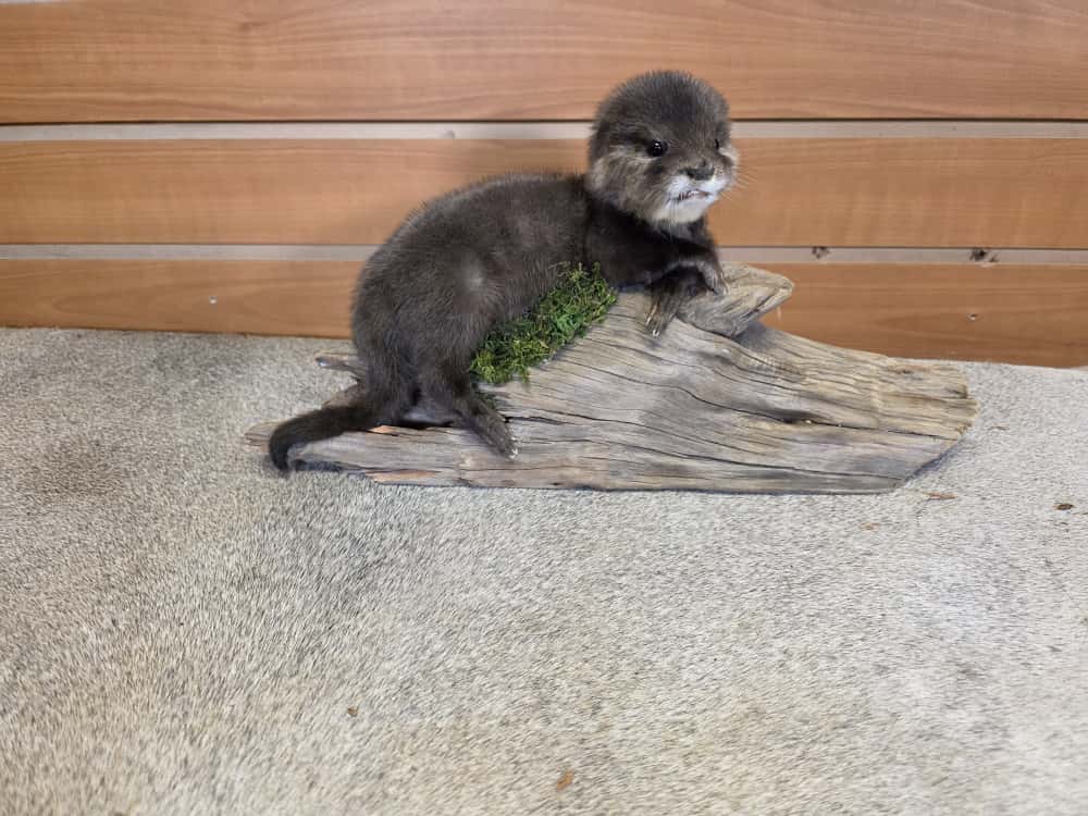 FHCK02 - Rare Baby otter taxidermy mount.