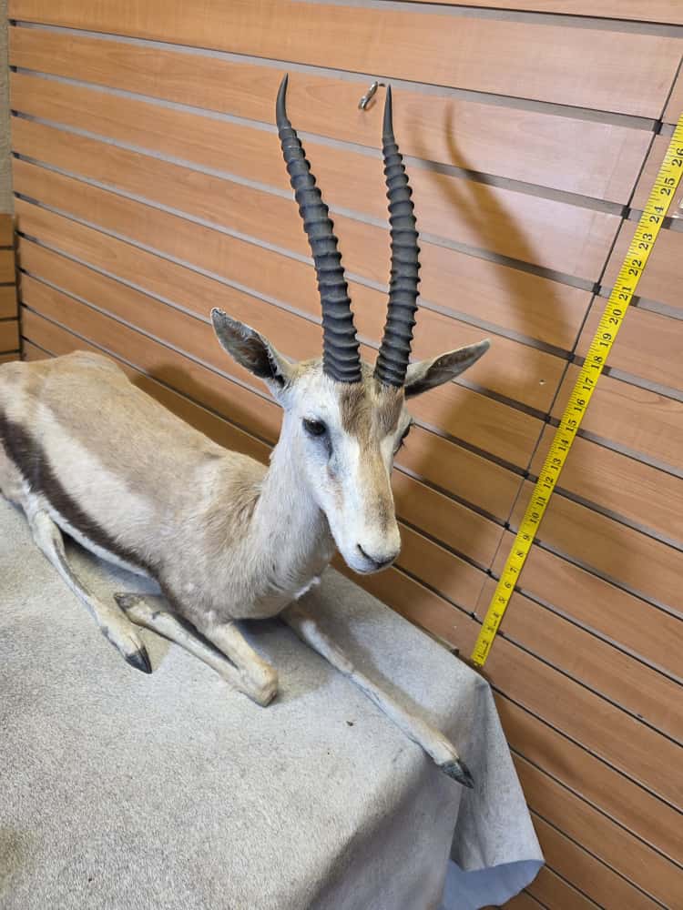 FHCM45 - Thompsons Gazelle Full Body Taxidermy Mount