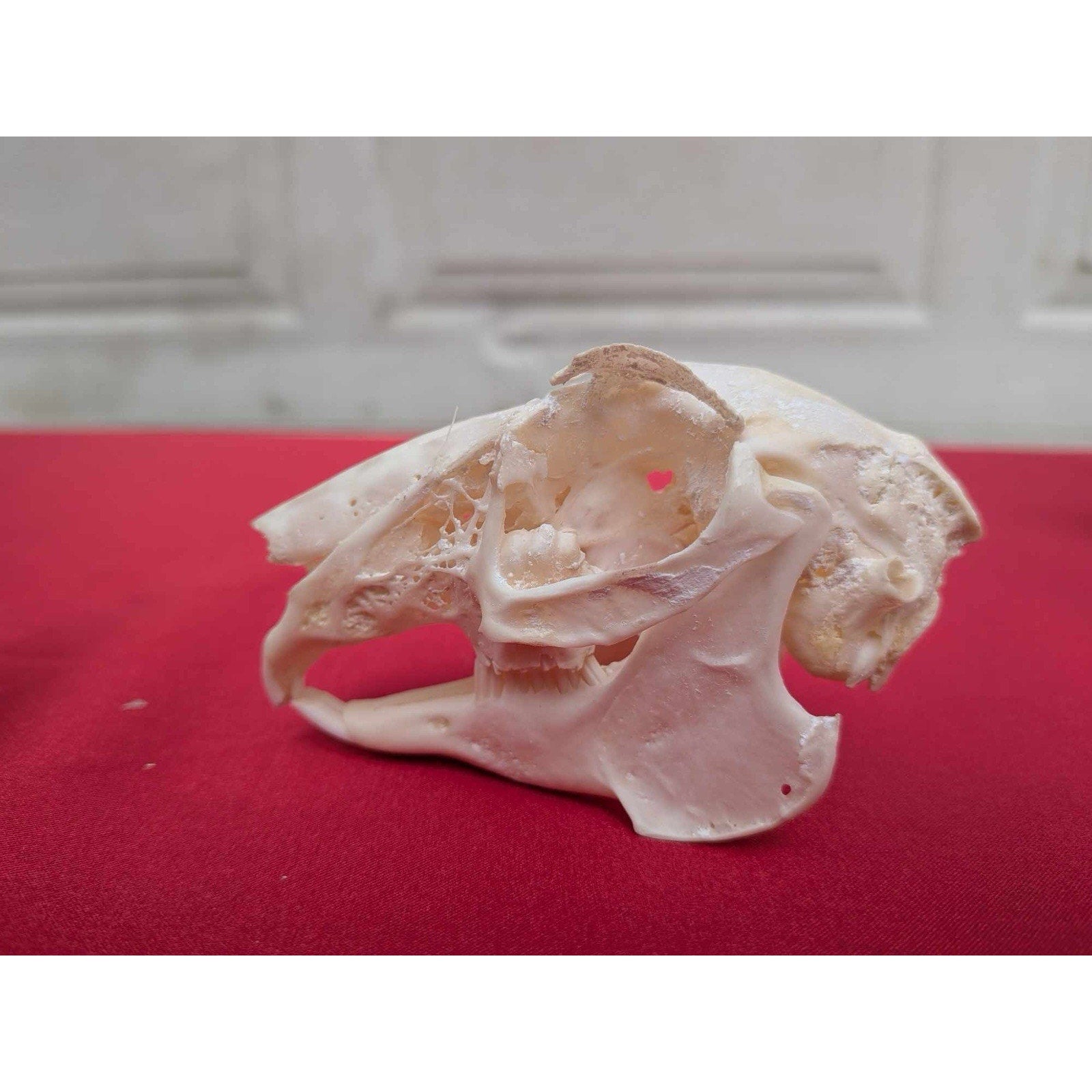 FHPAT83 - Real White-Tailed Jackrabbit Skull - Lepus townsendii