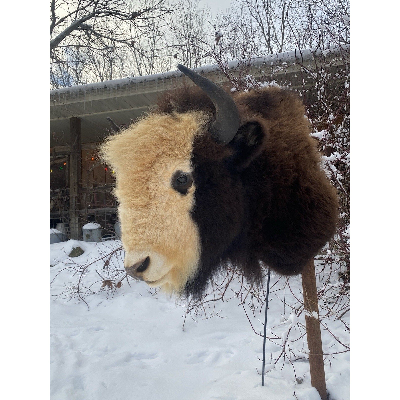FHDAR40- Rare Sacred White-faced Buffalo Bison Taxidermy Shoulder mount